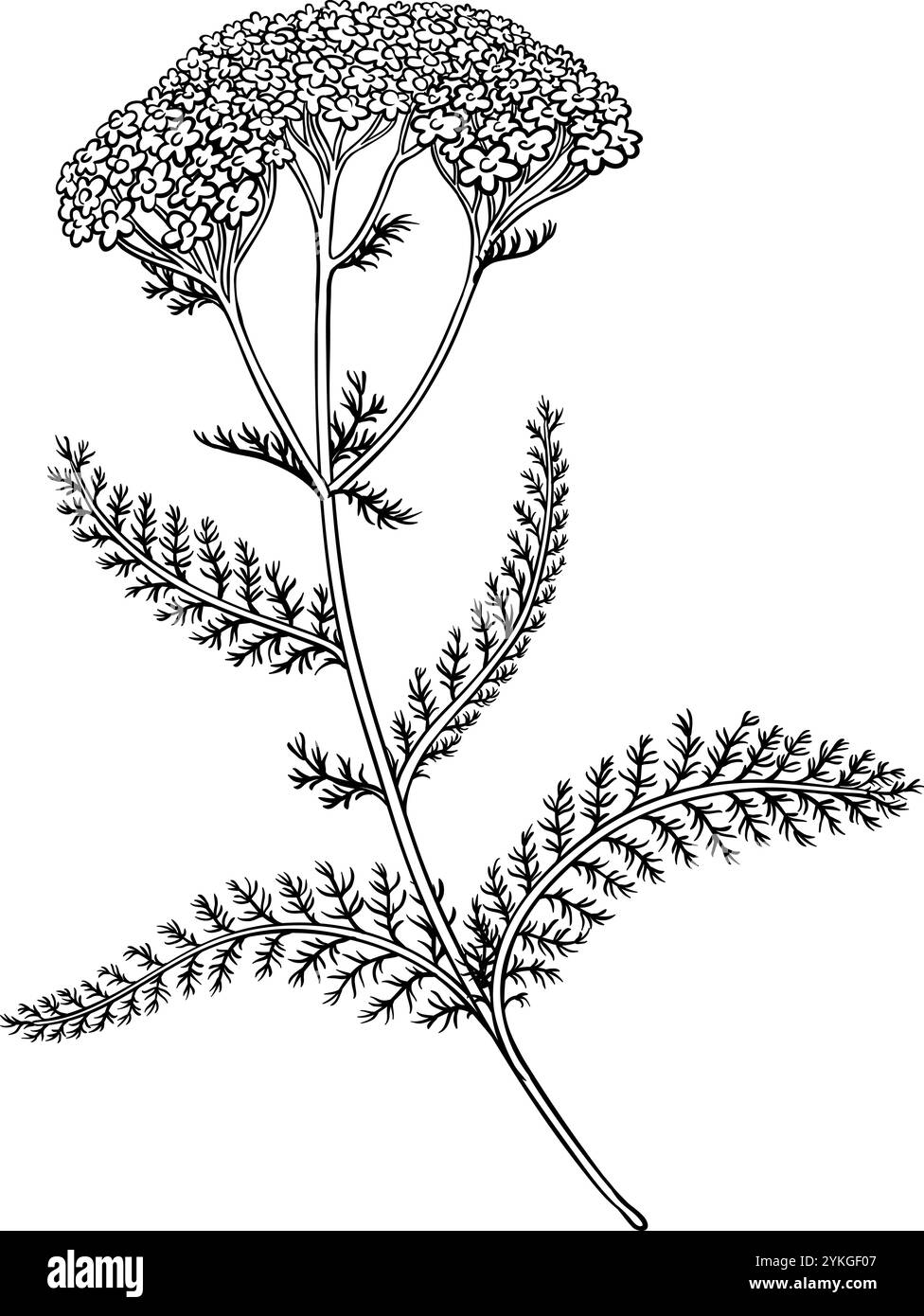 Usine de milfoil avec illustration de contour de fleurs Illustration de Vecteur