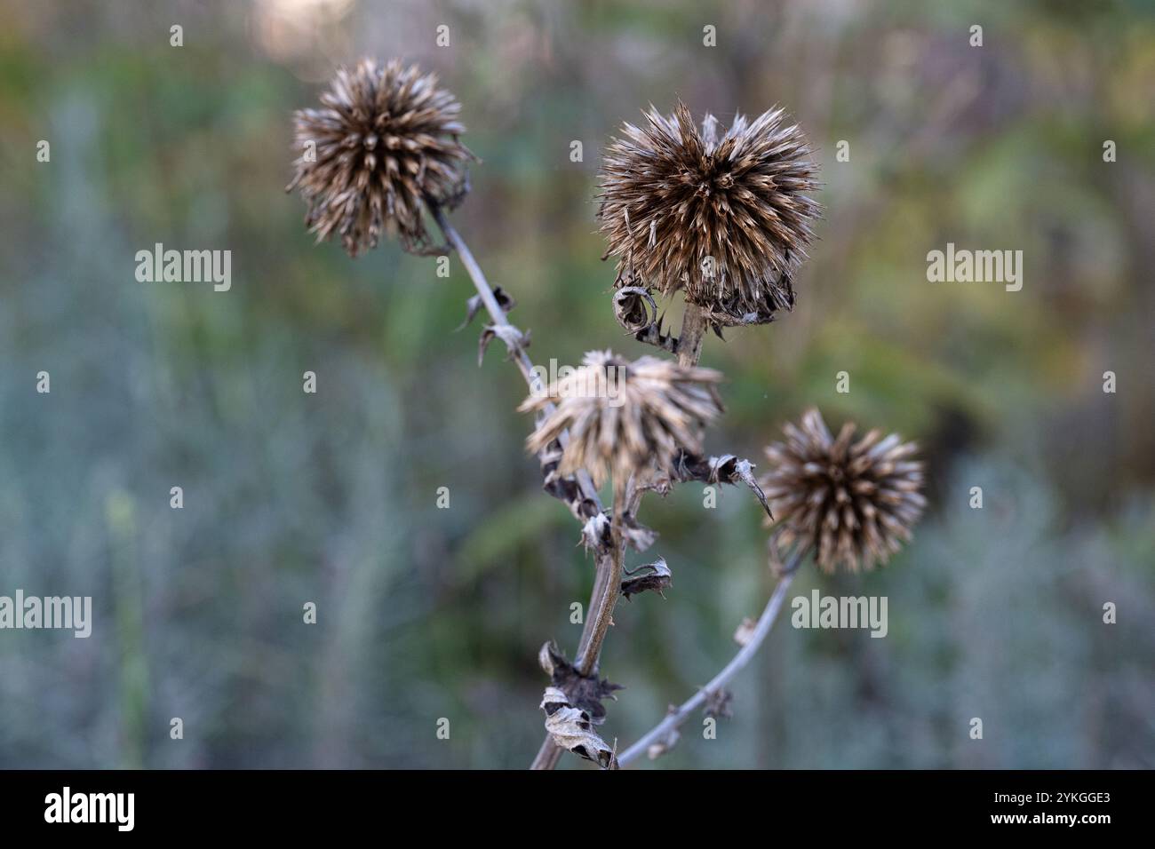 Chardon bleu fané dans un parterre de fleurs dans le parc de la ville Hörsalsparken à Norrköping en novembre en Suède. Banque D'Images