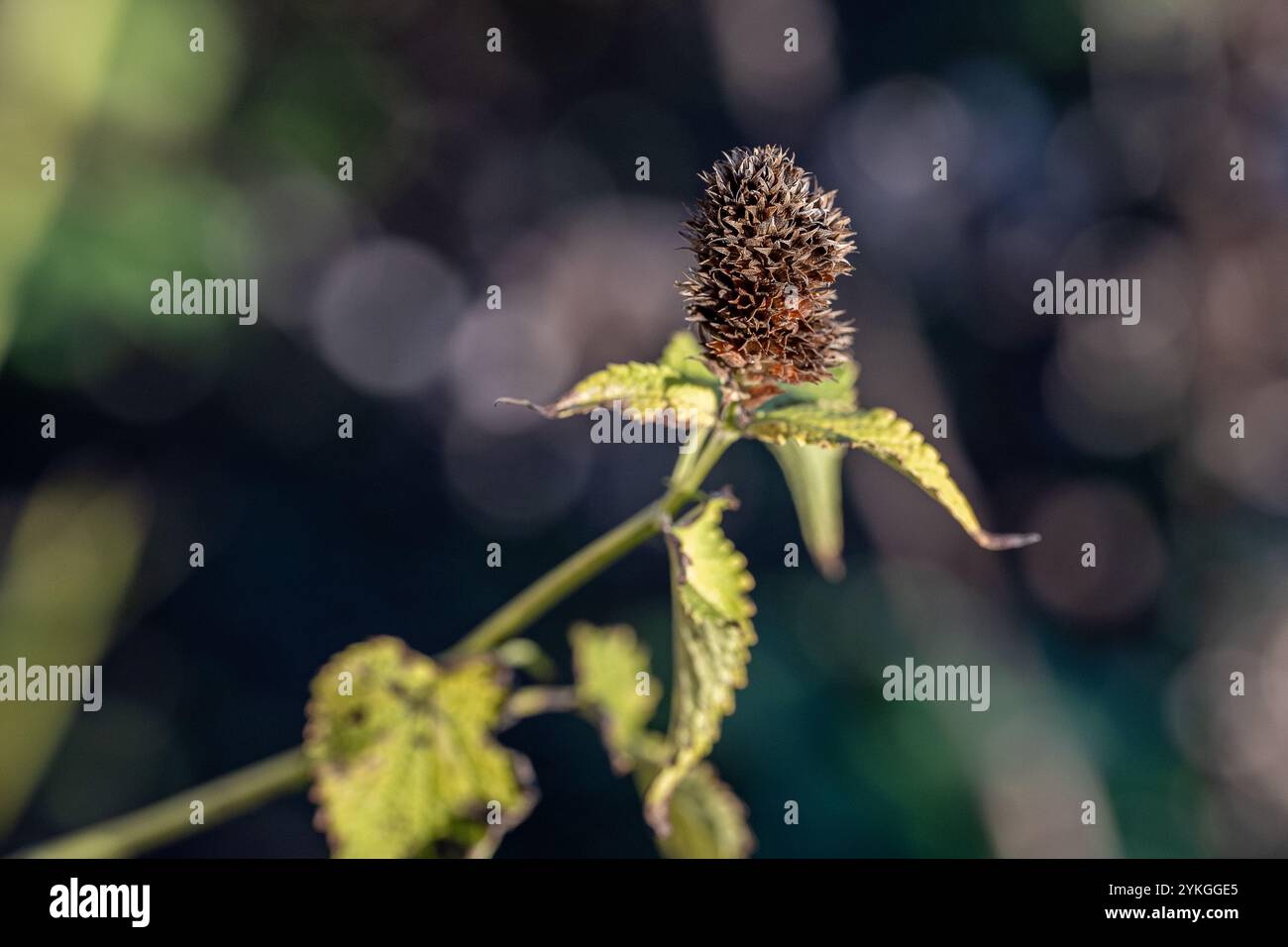 Plante fanée dans un parterre de fleurs dans le parc de la ville Hörsalsparken à Norrköping en novembre en Suède. Banque D'Images