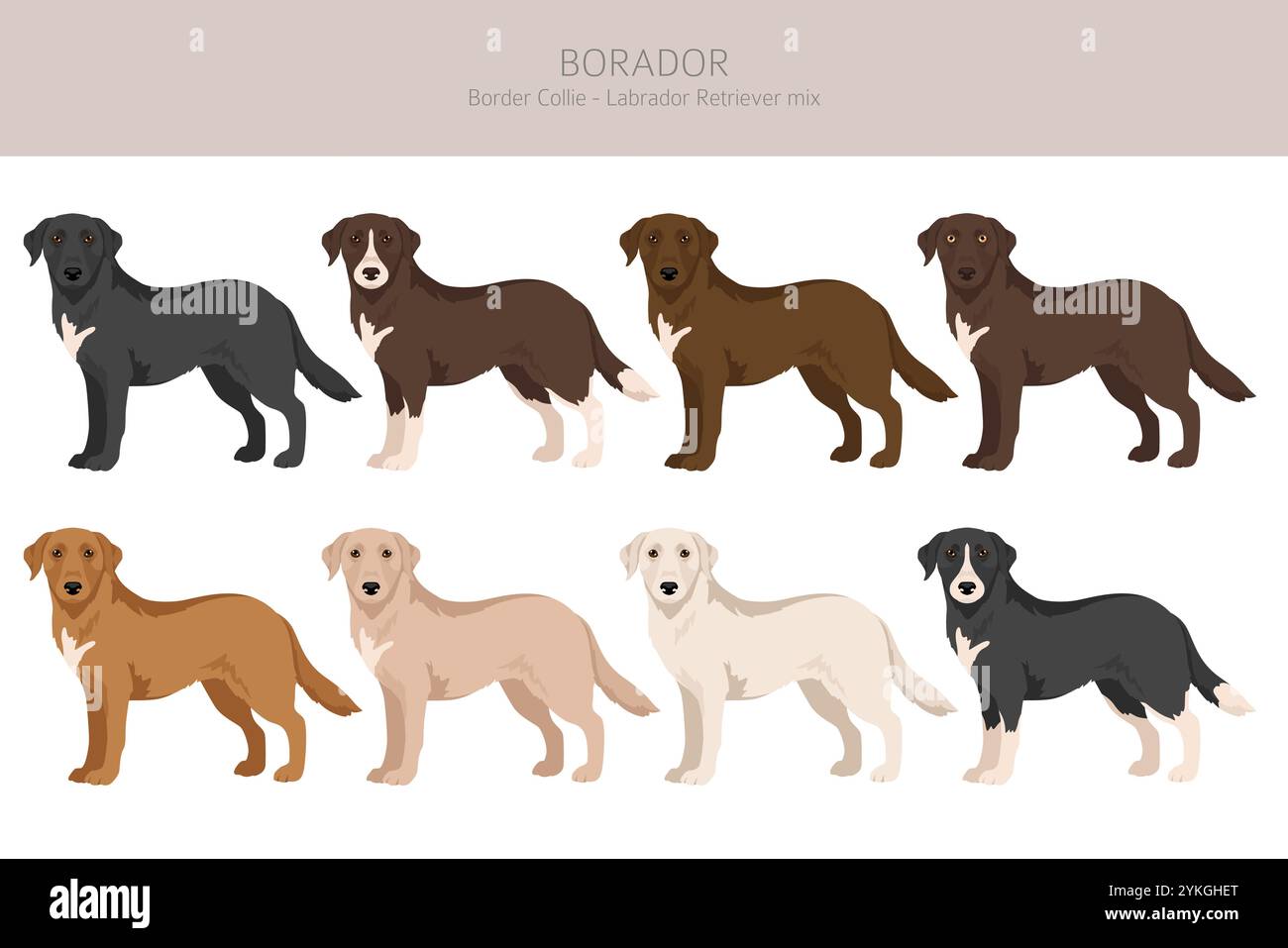 Border Collie Labrador Retriever mix. Borador clipart. Différentes couleurs de manteau définies. Illustration vectorielle Illustration de Vecteur