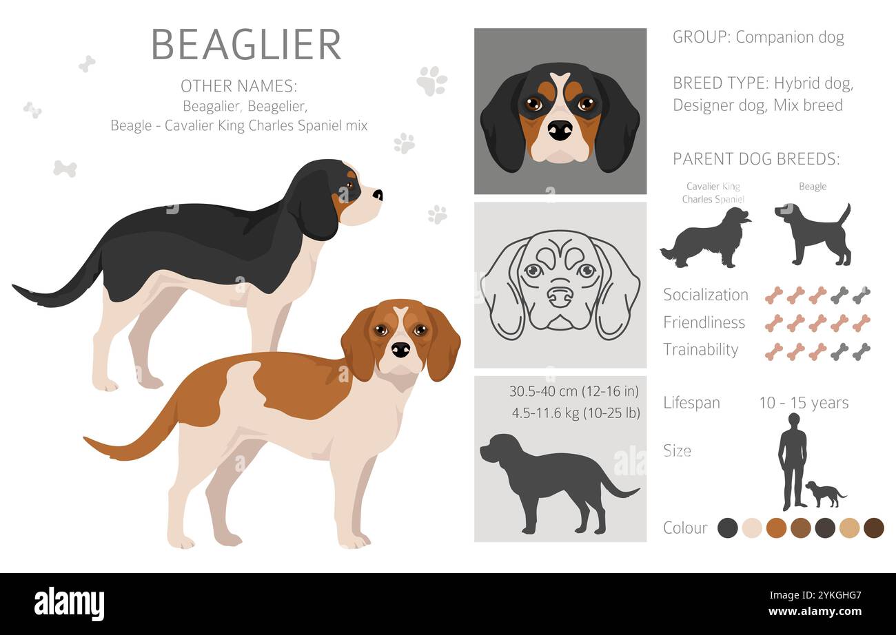 Beagle Cavalier King Charles Spaniel mix. Beaglier clipart. Différentes couleurs de manteau définies. Illustration vectorielle Illustration de Vecteur