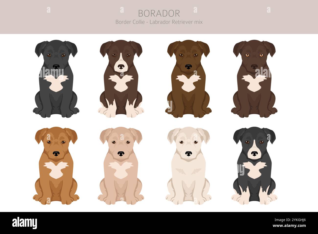 Border Collie Labrador Retriever mix. Borador clipart. Différentes couleurs de manteau définies. Illustration vectorielle Illustration de Vecteur