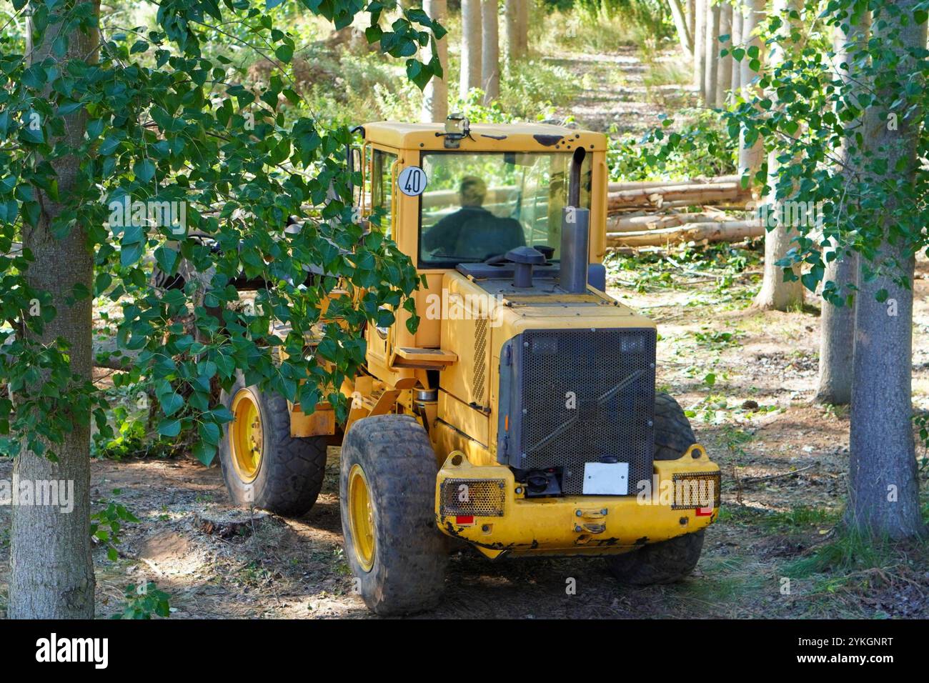 industrie forestière. opérateur de la machine empilant des grumes coupées pendant une opération de diagraphie. Banque D'Images