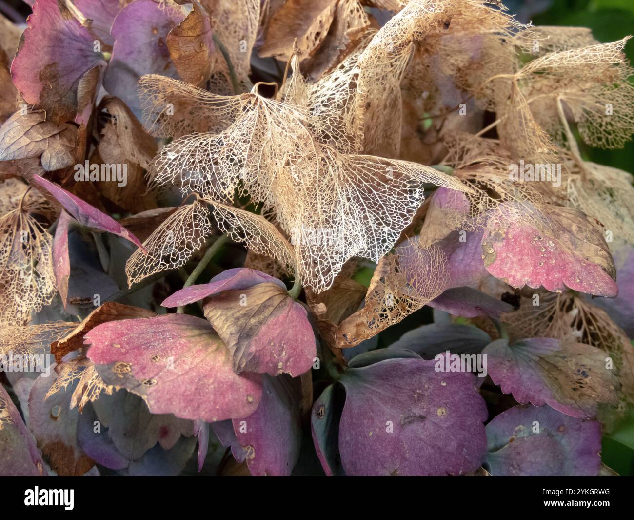 Fleurs d'hortensia squelettisées pourpre foncé et brun sec à l'automne. Hortensia inflorescence altérée. Banque D'Images