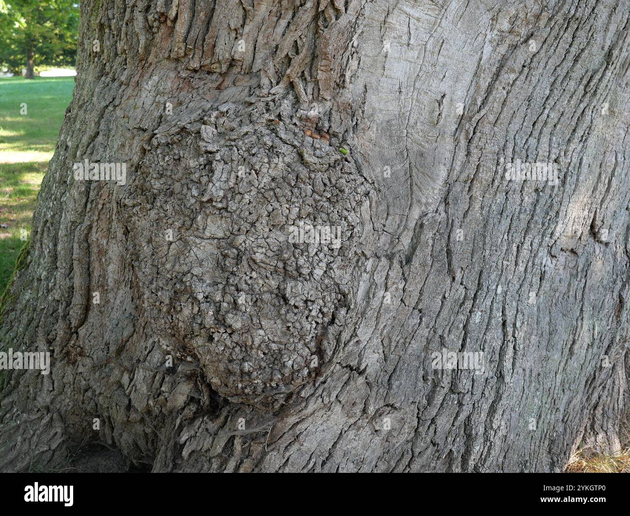 Capturez l'art de la nature avec cette magnifique ronce d'arbre ! Malgré son anomalie de croissance, c'est un matériau cher dans le travail du bois et la sculpture, Banque D'Images