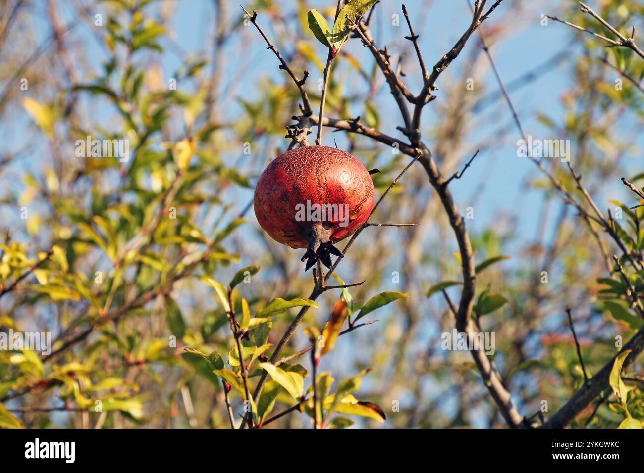 Gros plan de fruit de grenade sur une branche dans un jardin d'automne. Banque D'Images