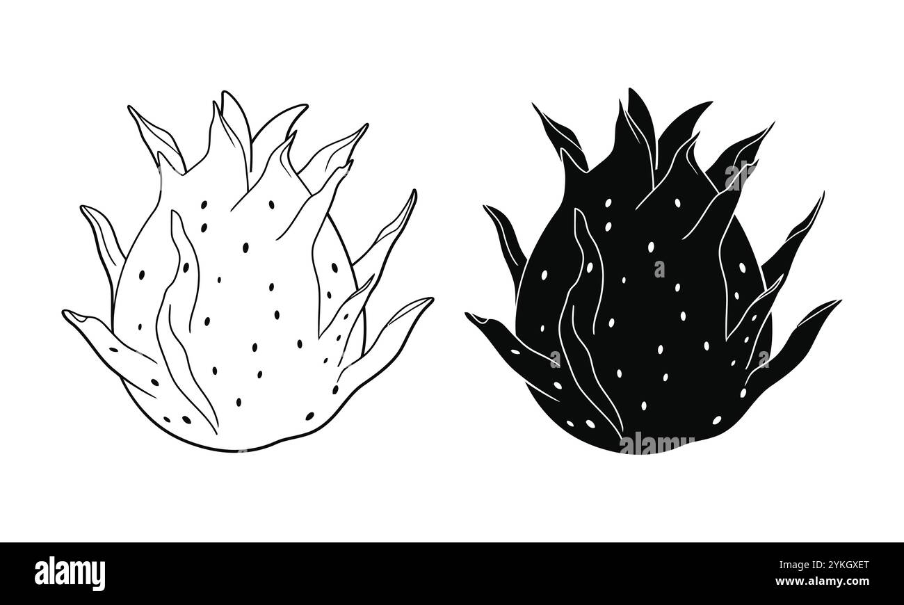 Icône de vecteur de fruit de dragon, illustration, contour, silhouette isolé sur fond blanc. Illustration de Vecteur