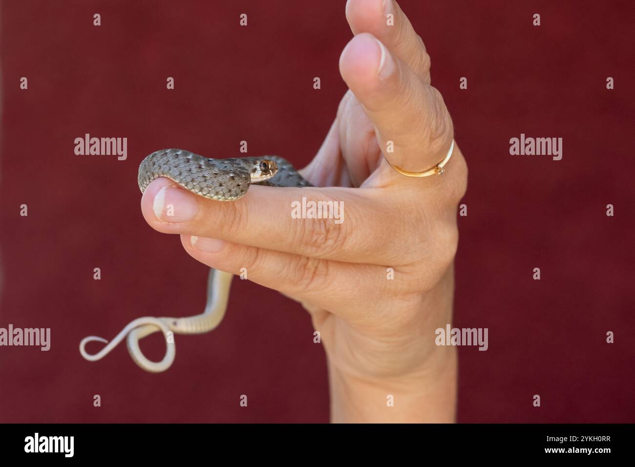 gros plan d'un petit serpent sauvage entre les doigts des mains d'une femme anonyme. C'est une belle scène de nature sauvage et d'êtres humains dans coex Banque D'Images