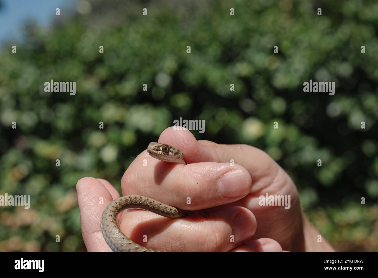 Les mains d'une personne anonyme tiennent un bébé serpent sauvage non venimeux sur un fond de plantes vertes. C'est une journée d'été ensoleillée Banque D'Images