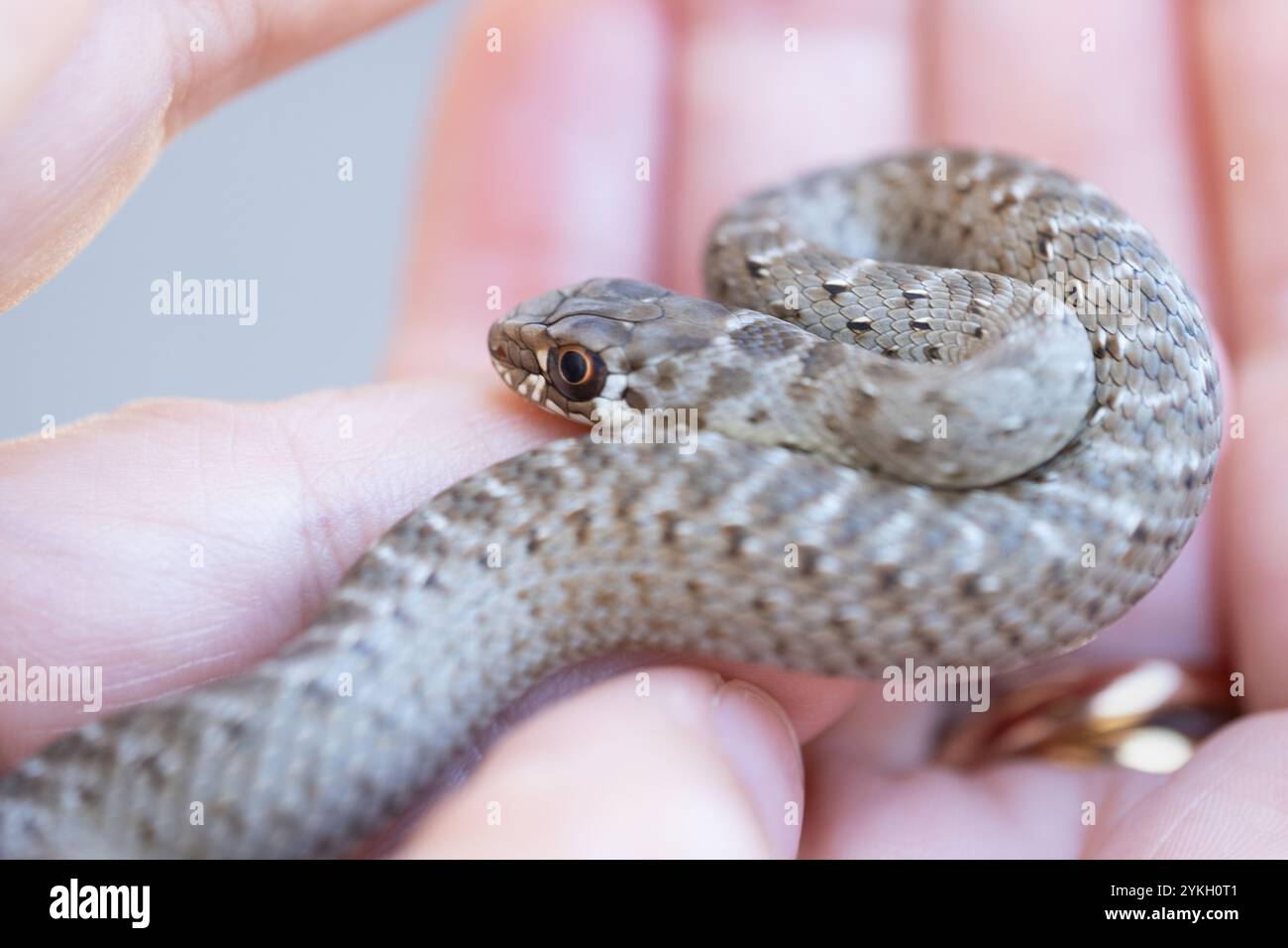 gros plan d'un petit serpent sauvage bébé s'enroule autour de lui au centre des paumes des mains d'une femme anonyme. C'est une belle scène de Wild natu Banque D'Images