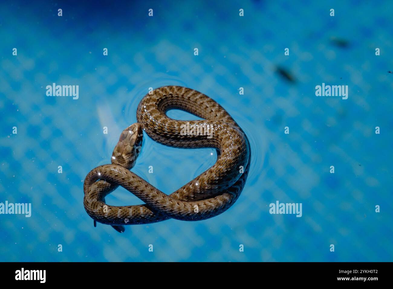 Vue de dessus gros plan d'Un petit serpent non venimeux flottant dans une piscine à la recherche d'insectes pour se nourrir. La piscine est faite de tuiles bleues. et Banque D'Images