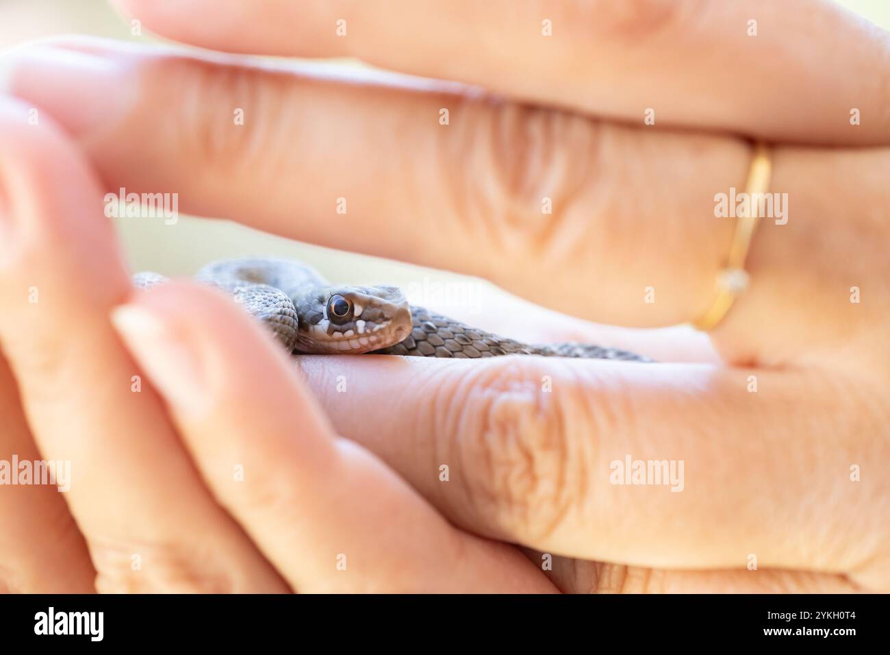 un petit bébé serpent sauvage jette un coup d'œil entre les doigts des mains d'une femme anonyme. C'est une belle scène de nature sauvage et d'êtres humains en coexis Banque D'Images
