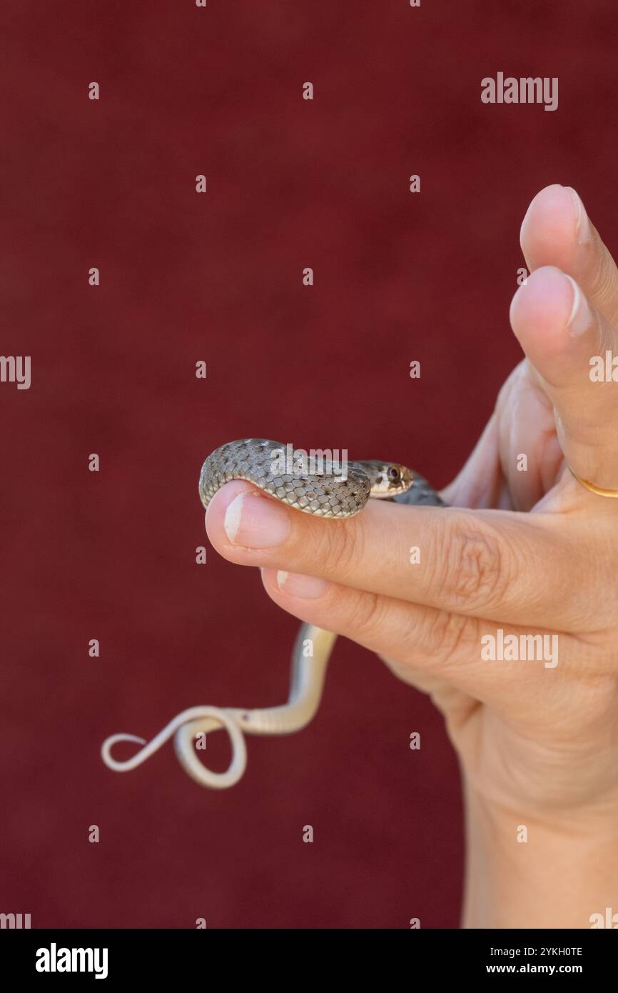 gros plan d'un petit serpent sauvage entre les doigts des mains d'une femme anonyme. C'est une belle scène de nature sauvage et d'êtres humains dans coex Banque D'Images
