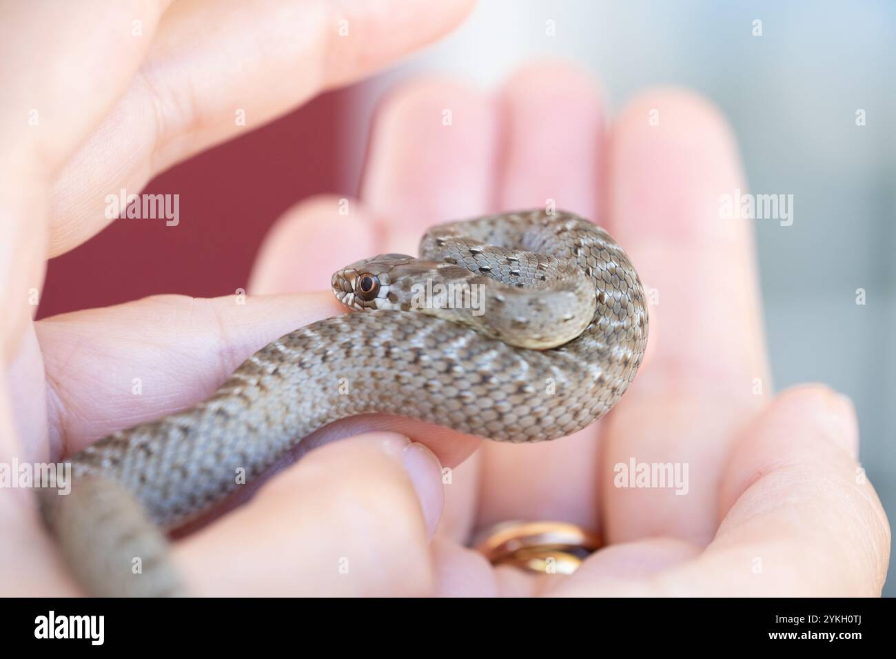 un petit bébé serpent sauvage s'enroule autour de lui au centre des paumes des mains d'une femme anonyme. C'est une belle scène de nature sauvage et humaine Banque D'Images
