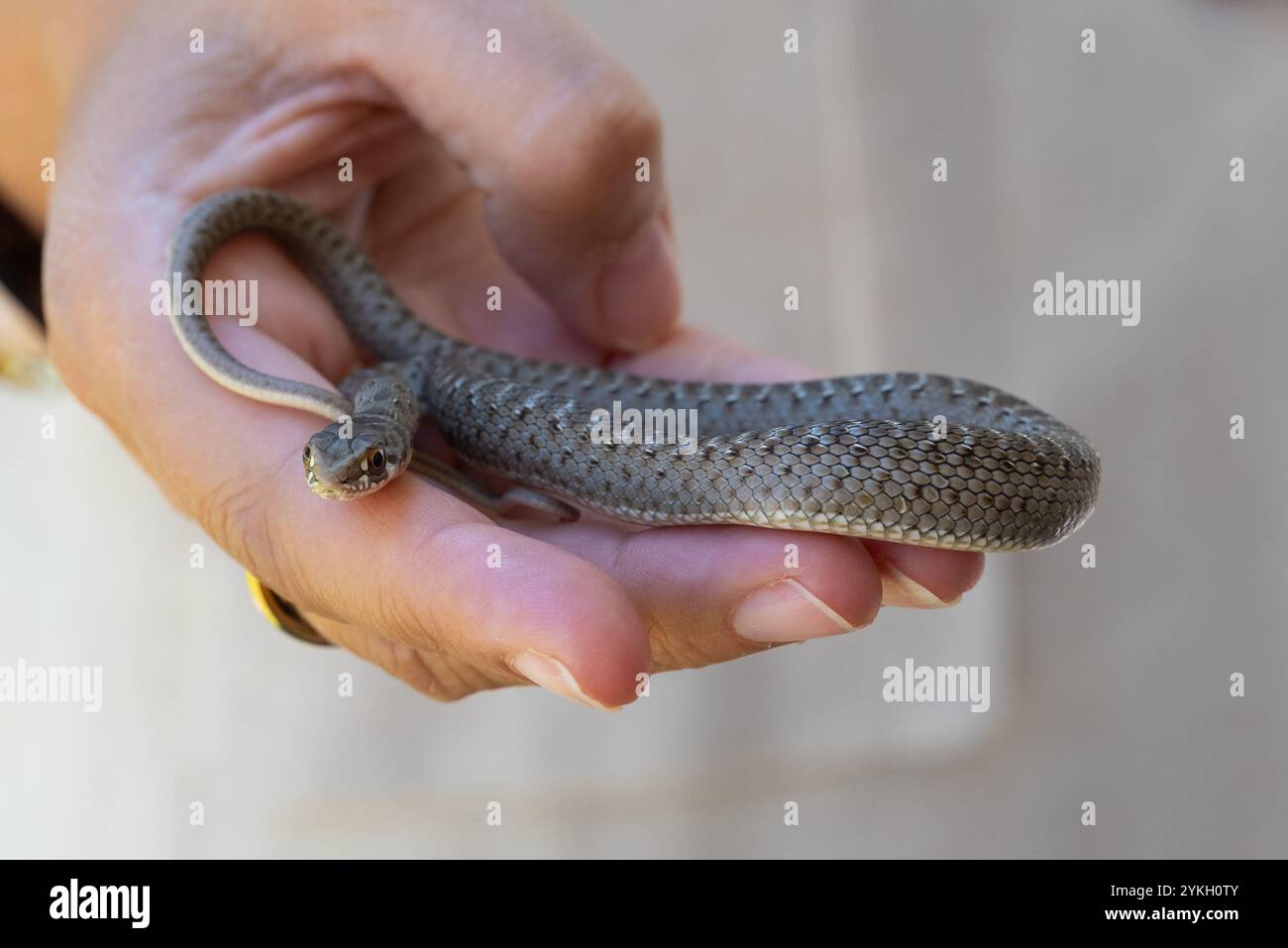 La main d'une femme avec une paume ouverte tient soigneusement un petit serpent sauvage. Nature sauvage et délicatesse unies Banque D'Images