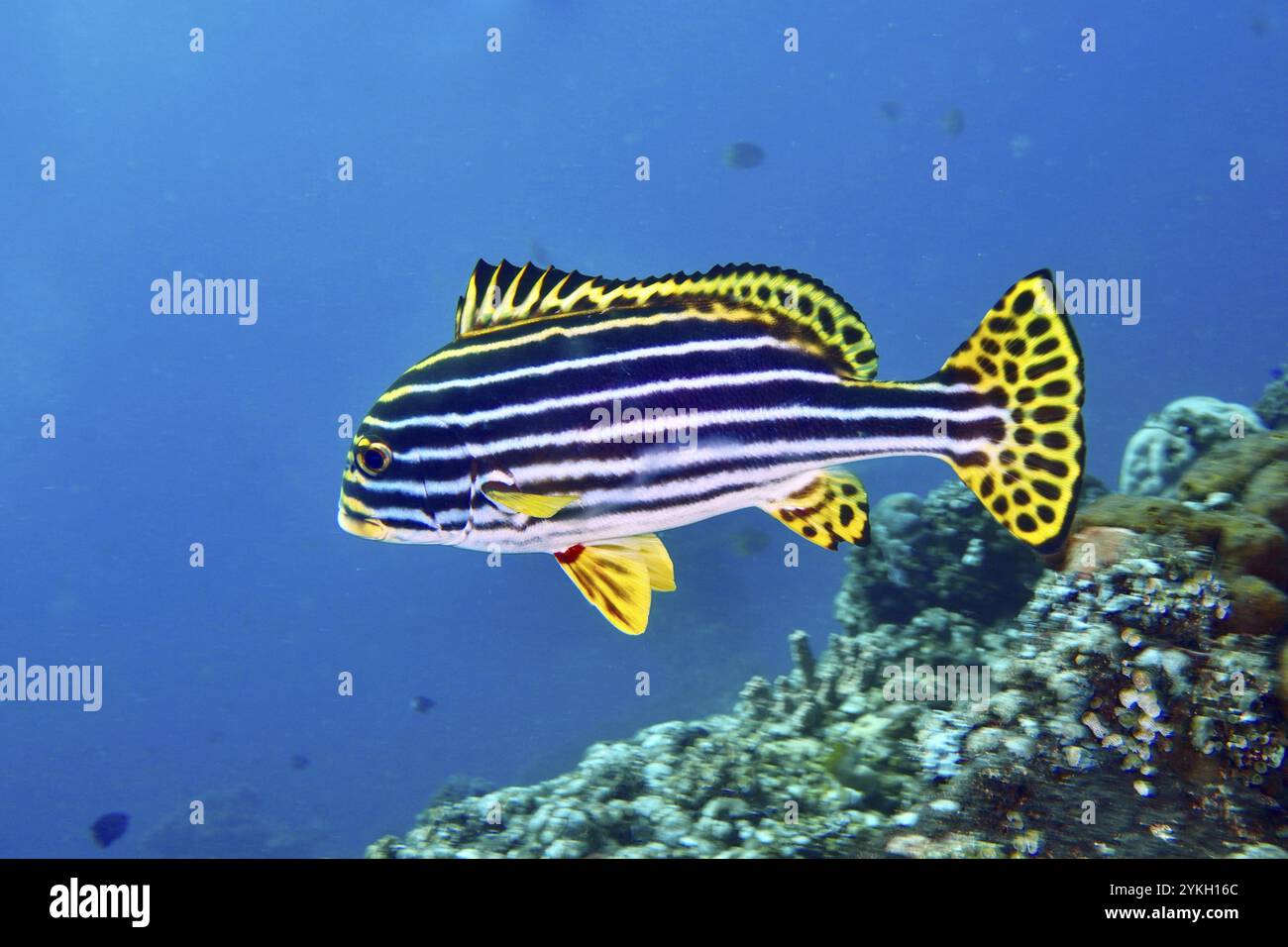 Un poisson rayé saisissant, Oriental Sweetlips (Plectorhinchus vittatus), se déplace à travers le monde sous-marin bleu, site de plongée USAT Liberty, Tulamben, Ba Banque D'Images