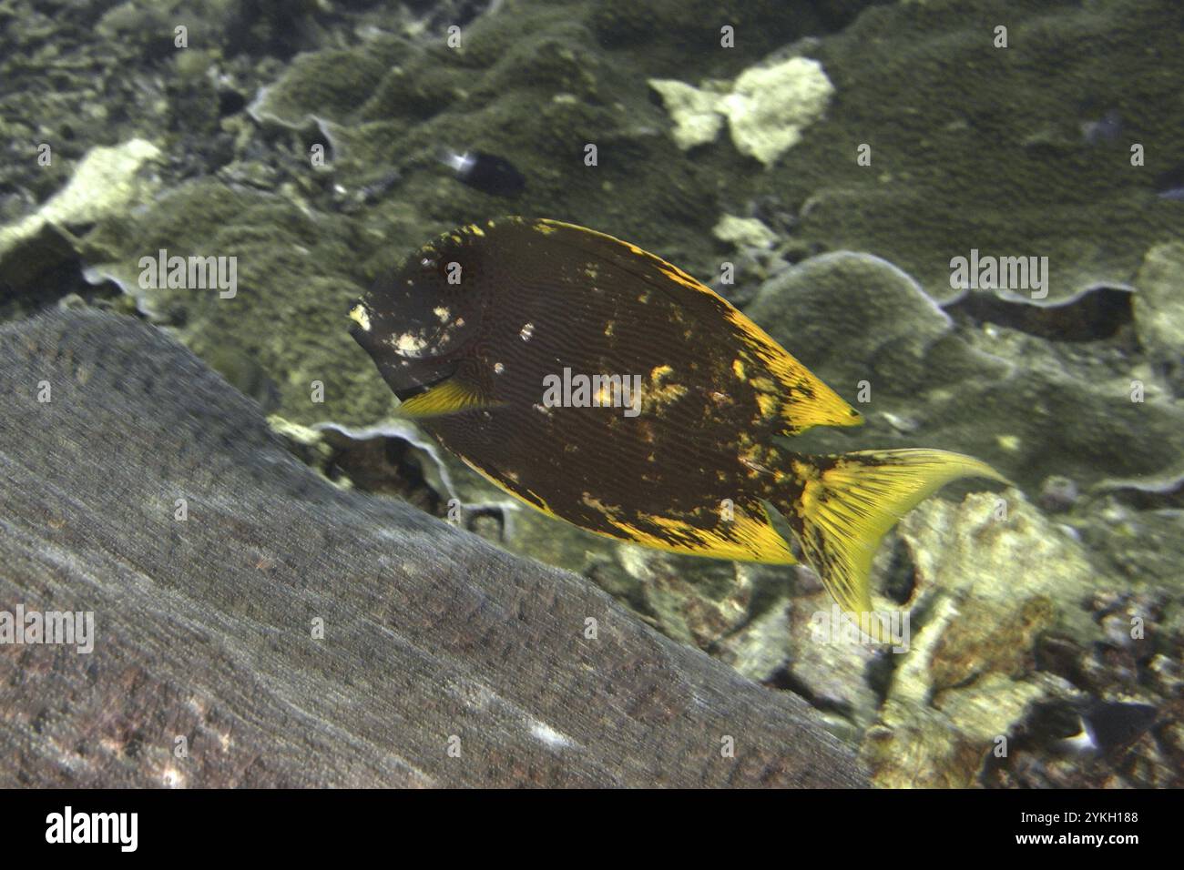 Poisson de couleur foncée aux détails jaunes, dragonet à longues rayures (Ctenochaetus striatus), se déplaçant le long d'un récif corallien, site de plongée SD, Nusa CENI Banque D'Images