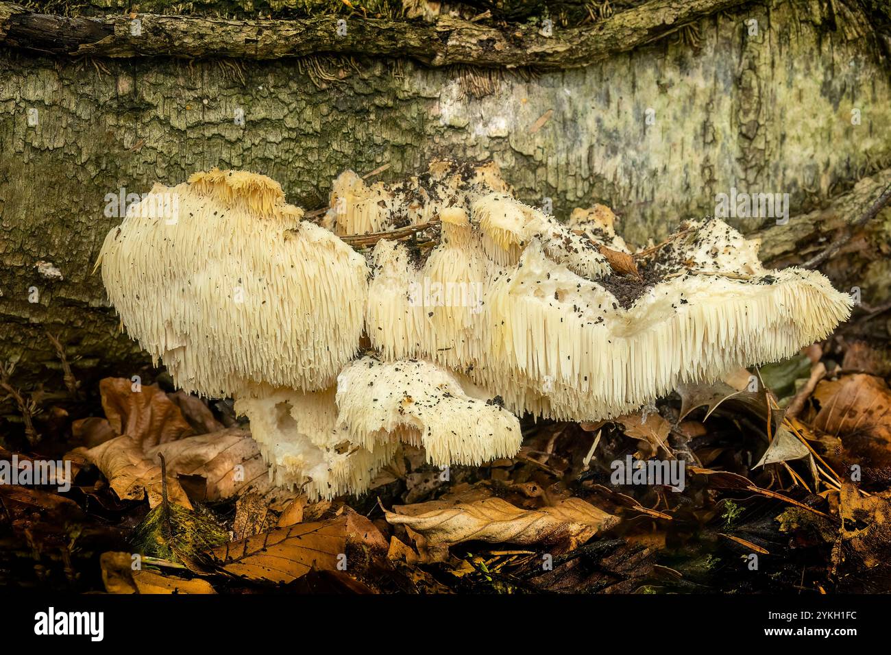 Champignons Lions Mane Banque D'Images