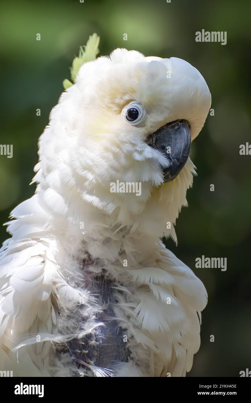 Cockatoo assis sur une branche Banque D'Images
