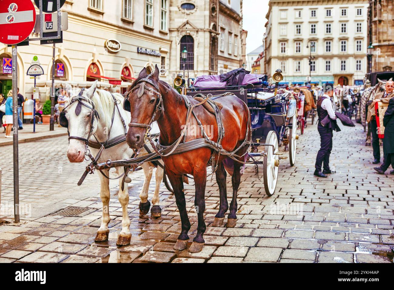 Chevaux de calèche marchant dans les rues de l'une des plus belles villes européennes - Vienne Banque D'Images
