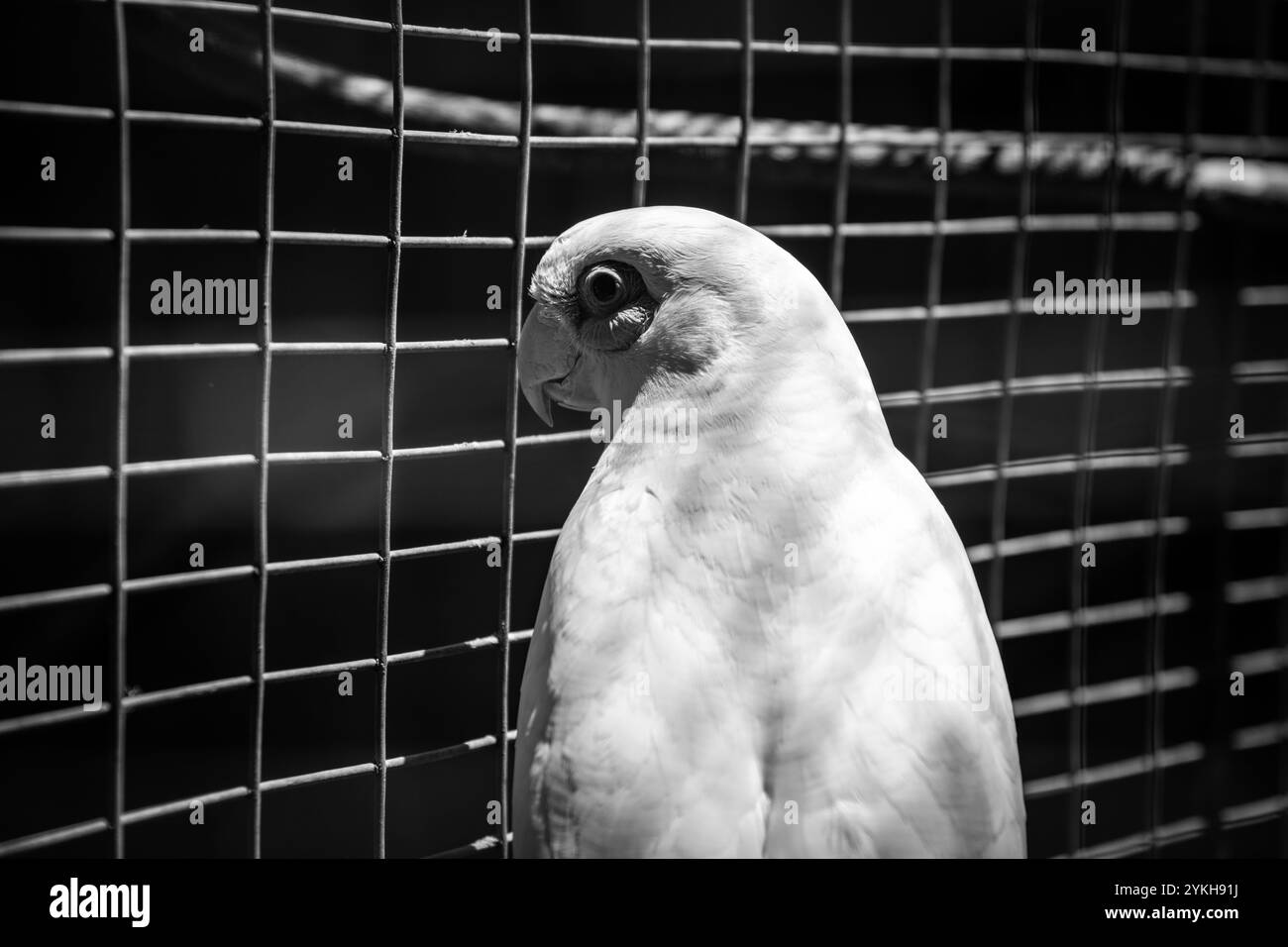 Une perruche blanche solitaire dans sa cage Banque D'Images