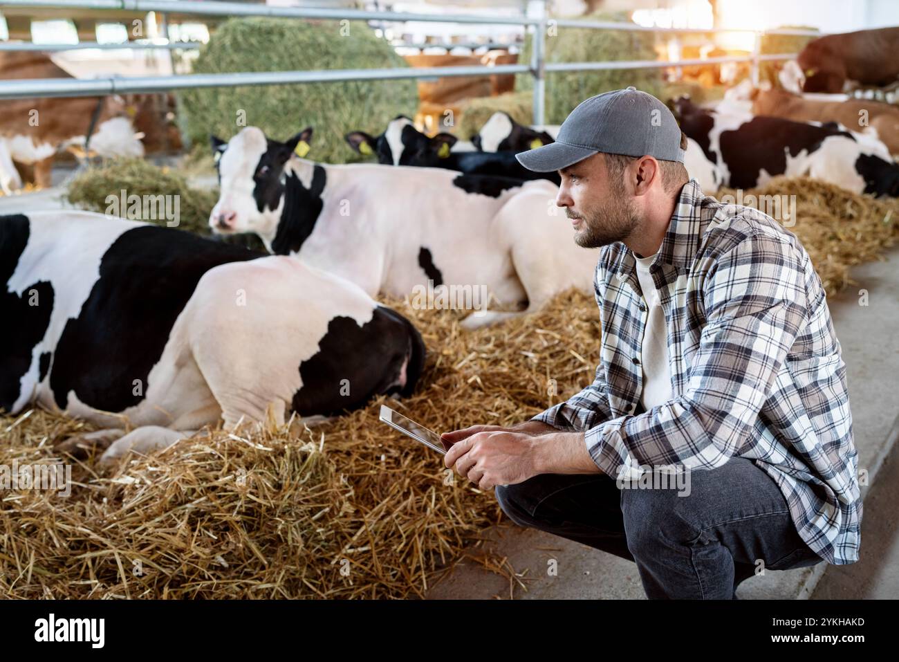 Ouvrier agricole masculin utilisant une tablette numérique pour inspecter le bétail, assis à côté des vaches dans une étable. Banque D'Images