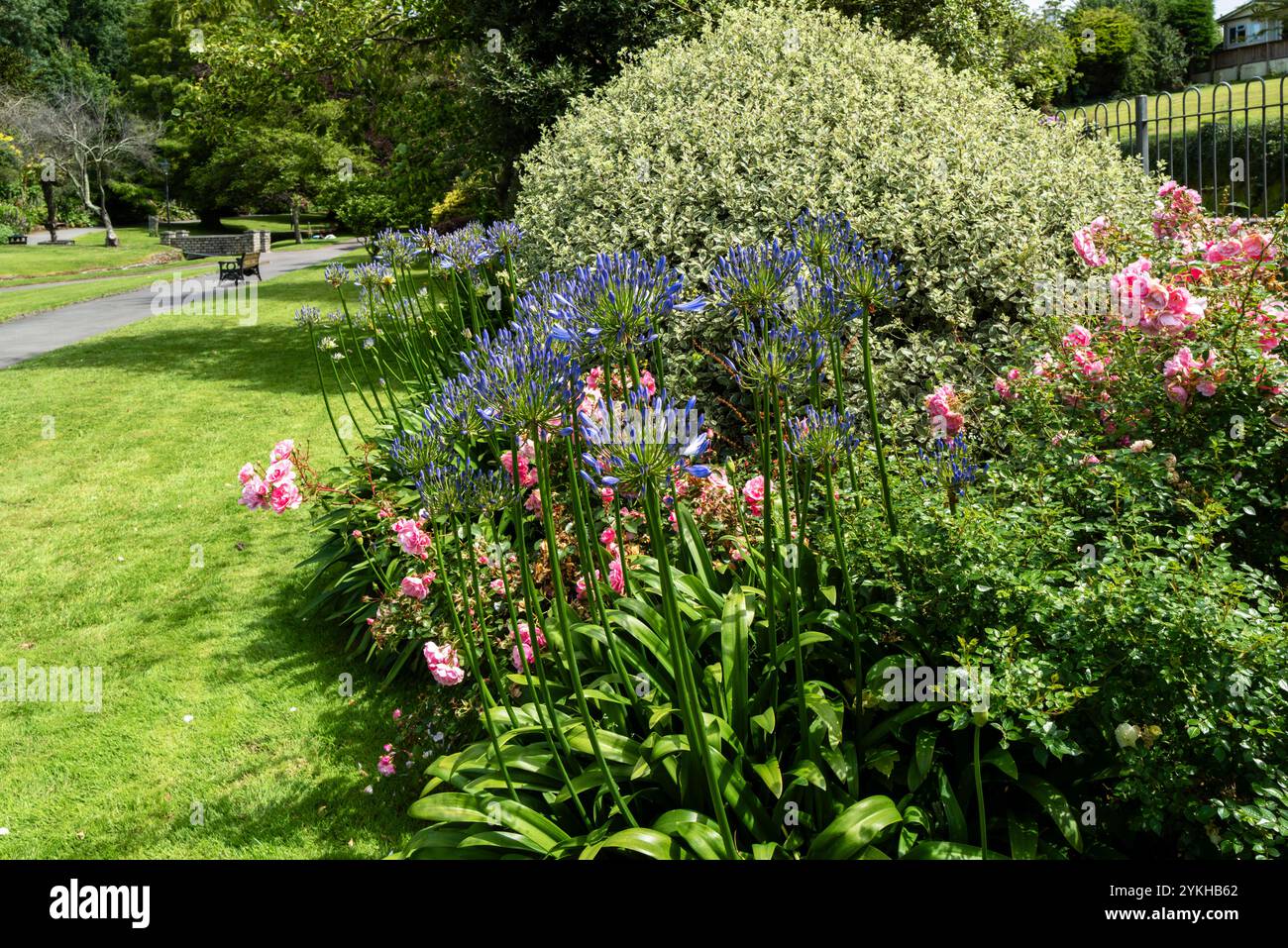 Agapanthus poussant dans un parterre de fleurs dans les jardins primés de Trenance à Cornwall au Royaume-Uni. Banque D'Images