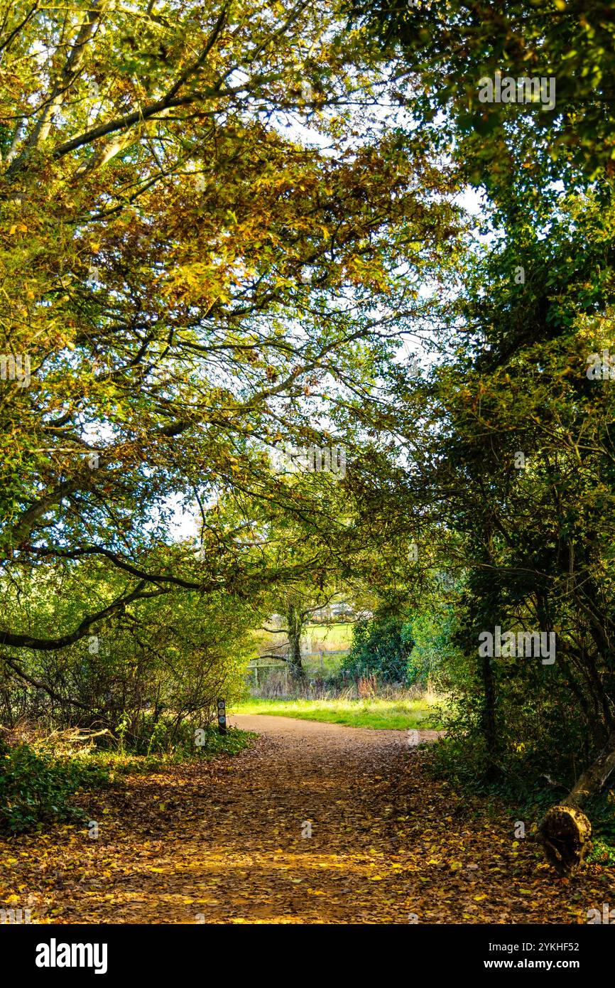 Feuilles mortes et arbres en automne au Hainault Forest Country Park, Angleterre Banque D'Images