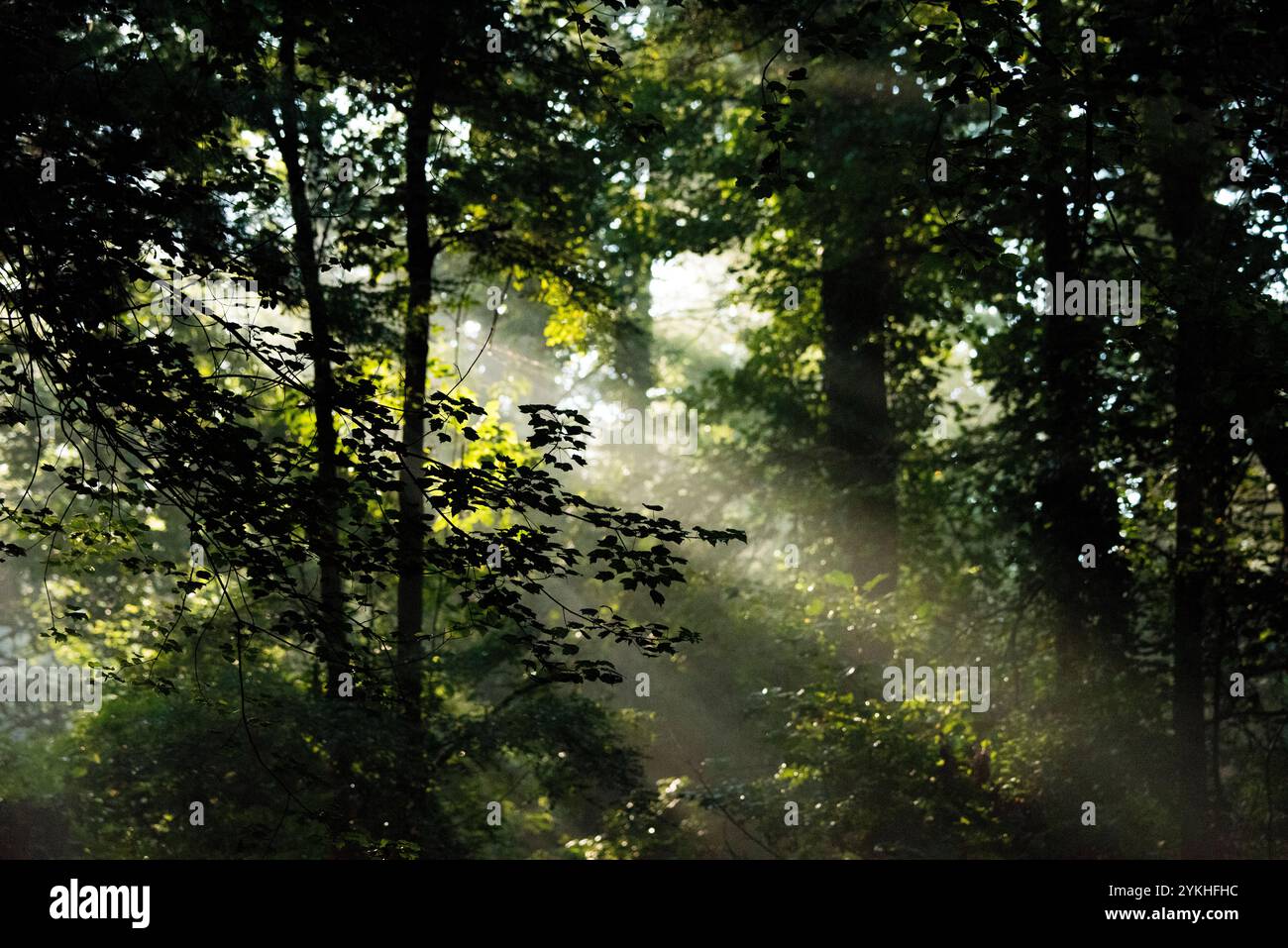 Une scène tôt le matin au terrain de camping Davidson River, Pisgah National Forest, NC. (Photo USDA de lance Cheung) Banque D'Images