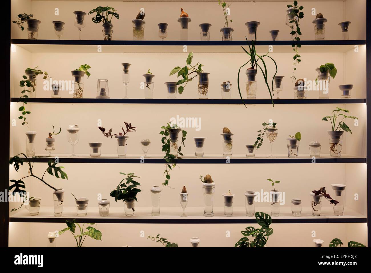 USAGE ÉDITORIAL SEUL le projet Urban Farmer est dévoilé dans la City de Londres, un centre éducatif et culturel dédié à la lutte contre la pauvreté alimentaire et à l’élargissement de l’accès à des produits agricoles durables. Date de la photo : lundi 18 novembre 2024. Média PA. Un projet d'initiative conjointe de Fleet Street Quarter BID, Landsec et London Community Kitchen, qui utilise les surplus de nourriture pour nourrir les gens et développer les compétences dans la communauté. Le lancement comprenait le lancement de PLANTATION, une installation explorant la croissance des plantes hydroponiques par l'artiste polonaise Alicja Patanowska, faite de pièces de porcelaine a fabriquées à la main Banque D'Images