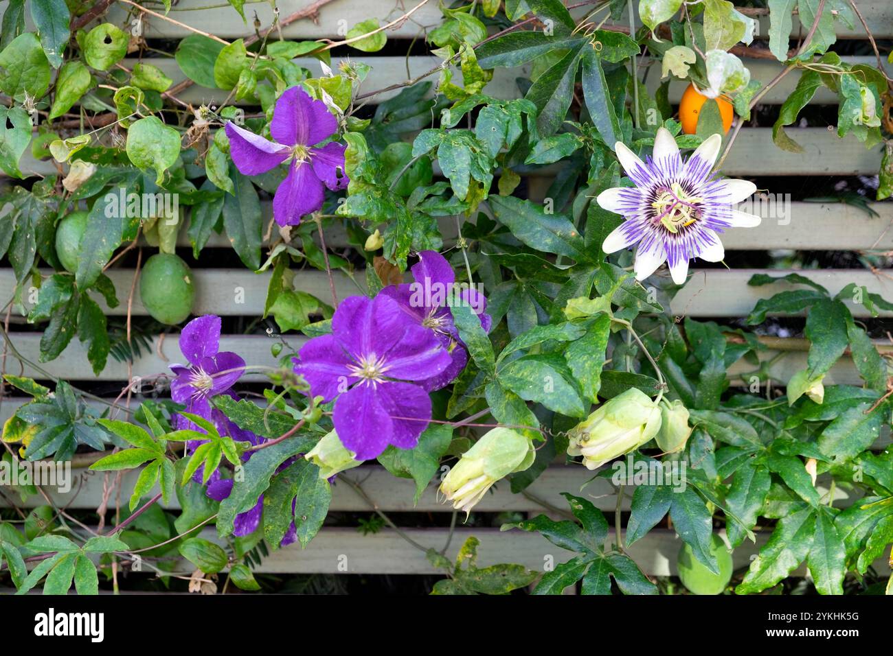 Fleurs clématites violettes et plantes de fleurs passion poussant ensemble sur un treillis en bois à l'automne octobre 2024 Brixton Londres Angleterre Royaume-Uni KATHY DEWITT Banque D'Images