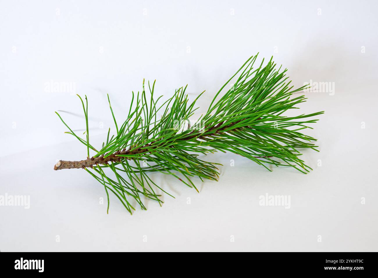 Brindille avec des aiguilles à feuilles persistantes d'un pin nain (Pinus mugo). Banque D'Images