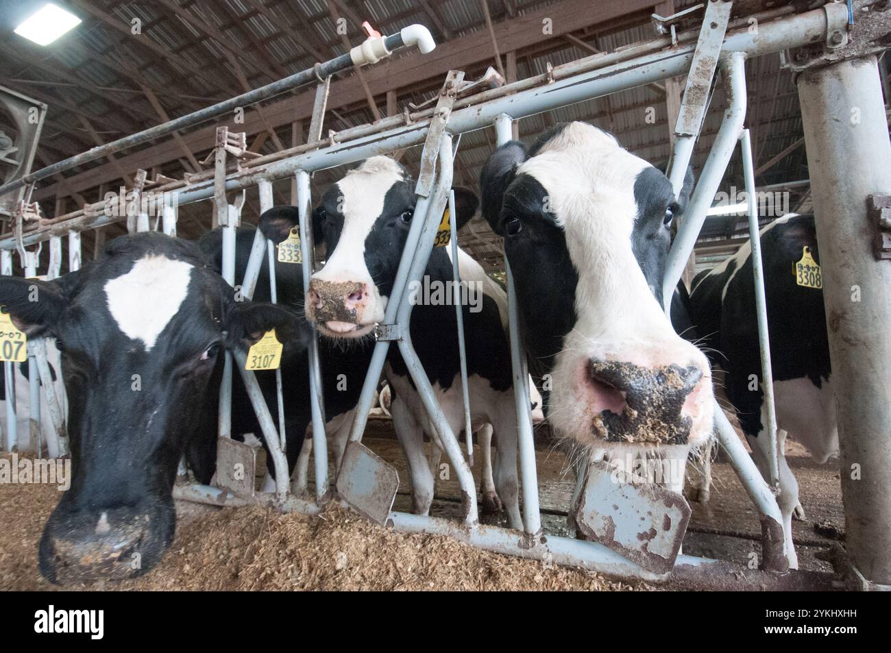 Temps de repas dans les étables de génisses gratuites de Brubaker Farms, qui est à la fois un journal intime et un producteur d'énergie verte à Mount Joy, PA, le 19 mars 2011. La ferme familiale appartenant à Luke, Mike et Tony Brubaker compte environ 850 vaches et 700 jeunes animaux, produisant 20 200 000 livres de lait l'an dernier. Elle compte 13 employés à temps plein et plus de 1 500 acres de terres agricoles. Leur digesteur de méthane a été rendu possible grâce à une subvention du programme REAP (rural Energy for America) du Département de l'Agriculture des États-Unis (USDA) qui a fourni une part des coûts de l'achat du digesteur. Il peut gérer plus de 41, Banque D'Images
