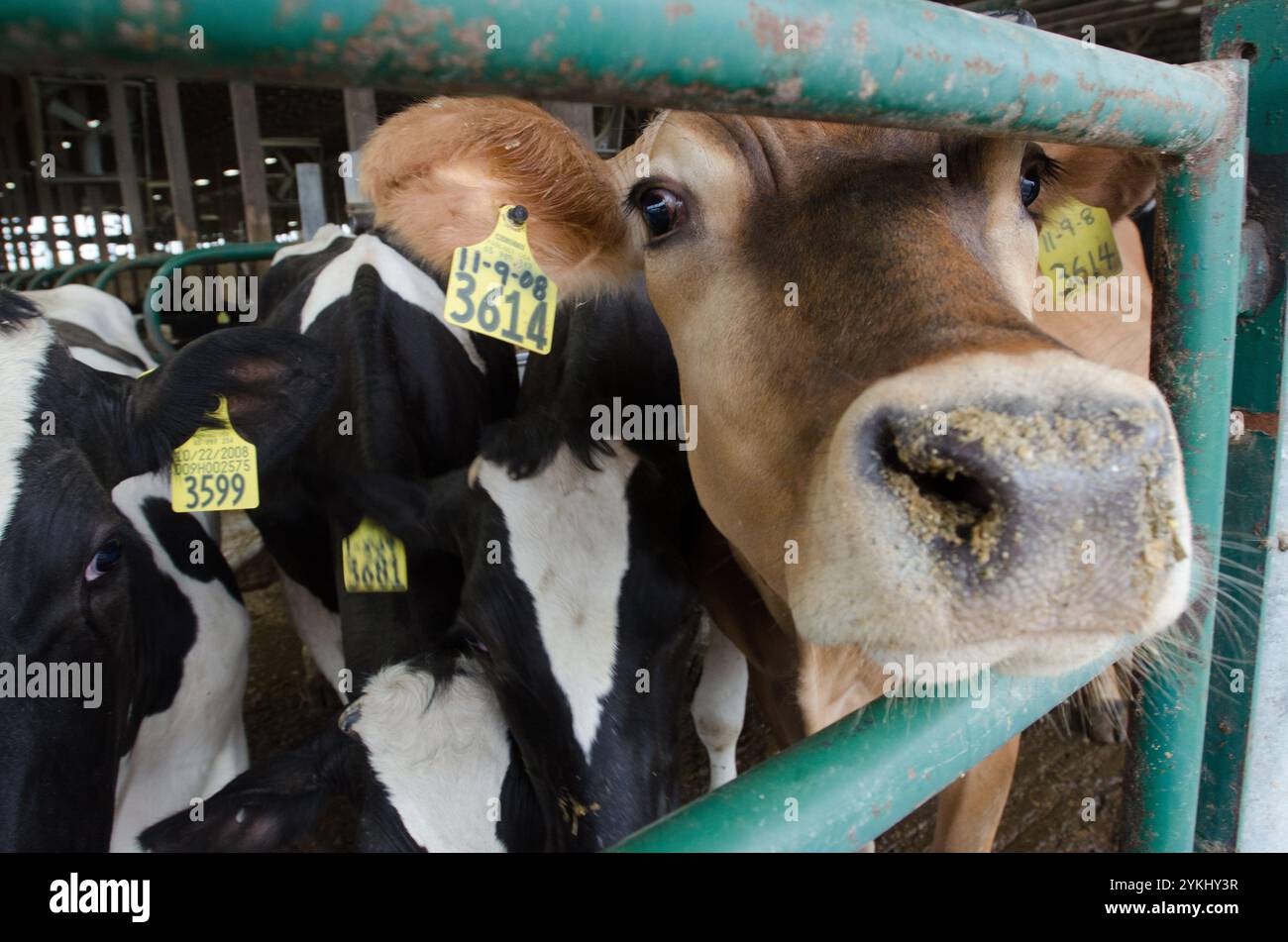 Temps de repas dans les étables de génisses gratuites de Brubaker Farms, qui est à la fois un journal intime et un producteur d'énergie verte à Mount Joy, PA, le 19 mars 2011. La ferme familiale appartenant à Luke, Mike et Tony Brubaker compte environ 850 vaches et 700 jeunes animaux, produisant 20 200 000 livres de lait l'an dernier. Elle compte 13 employés à temps plein et plus de 1 500 acres de terres agricoles. Leur digesteur de méthane a été rendu possible grâce à une subvention du programme REAP (rural Energy for America) du Département de l'Agriculture des États-Unis (USDA) qui a fourni une part des coûts de l'achat du digesteur. Il peut gérer plus de 41, Banque D'Images