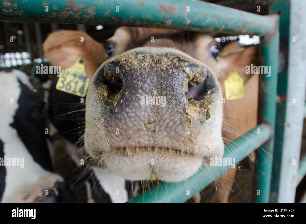 Temps de repas dans les étables de génisses gratuites de Brubaker Farms, qui est à la fois un journal intime et un producteur d'énergie verte à Mount Joy, PA, le 19 mars 2011. La ferme familiale appartenant à Luke, Mike et Tony Brubaker compte environ 850 vaches et 700 jeunes animaux, produisant 20 200 000 livres de lait l'an dernier. Elle compte 13 employés à temps plein et plus de 1 500 acres de terres agricoles. Leur digesteur de méthane a été rendu possible grâce à une subvention du programme REAP (rural Energy for America) du Département de l'Agriculture des États-Unis (USDA) qui a fourni une part des coûts de l'achat du digesteur. Il peut gérer plus de 41, Banque D'Images
