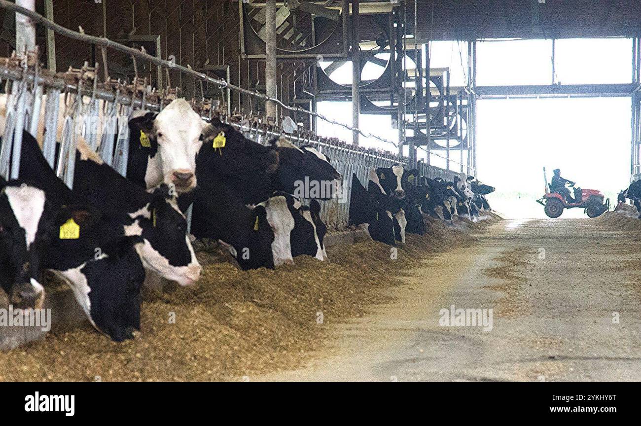 Temps de repas dans les étables de génisses gratuites de Brubaker Farms, qui est à la fois un journal intime et un producteur d'énergie verte à Mount Joy, PA, le 19 mars 2011. La ferme familiale appartenant à Luke, Mike et Tony Brubaker compte environ 850 vaches et 700 jeunes animaux, produisant 20 200 000 livres de lait l'an dernier. Elle compte 13 employés à temps plein et plus de 1 500 acres de terres agricoles. Leur digesteur de méthane a été rendu possible grâce à une subvention du programme REAP (rural Energy for America) du Département de l'Agriculture des États-Unis (USDA) qui a fourni une part des coûts de l'achat du digesteur. Il peut gérer plus de 41, Banque D'Images