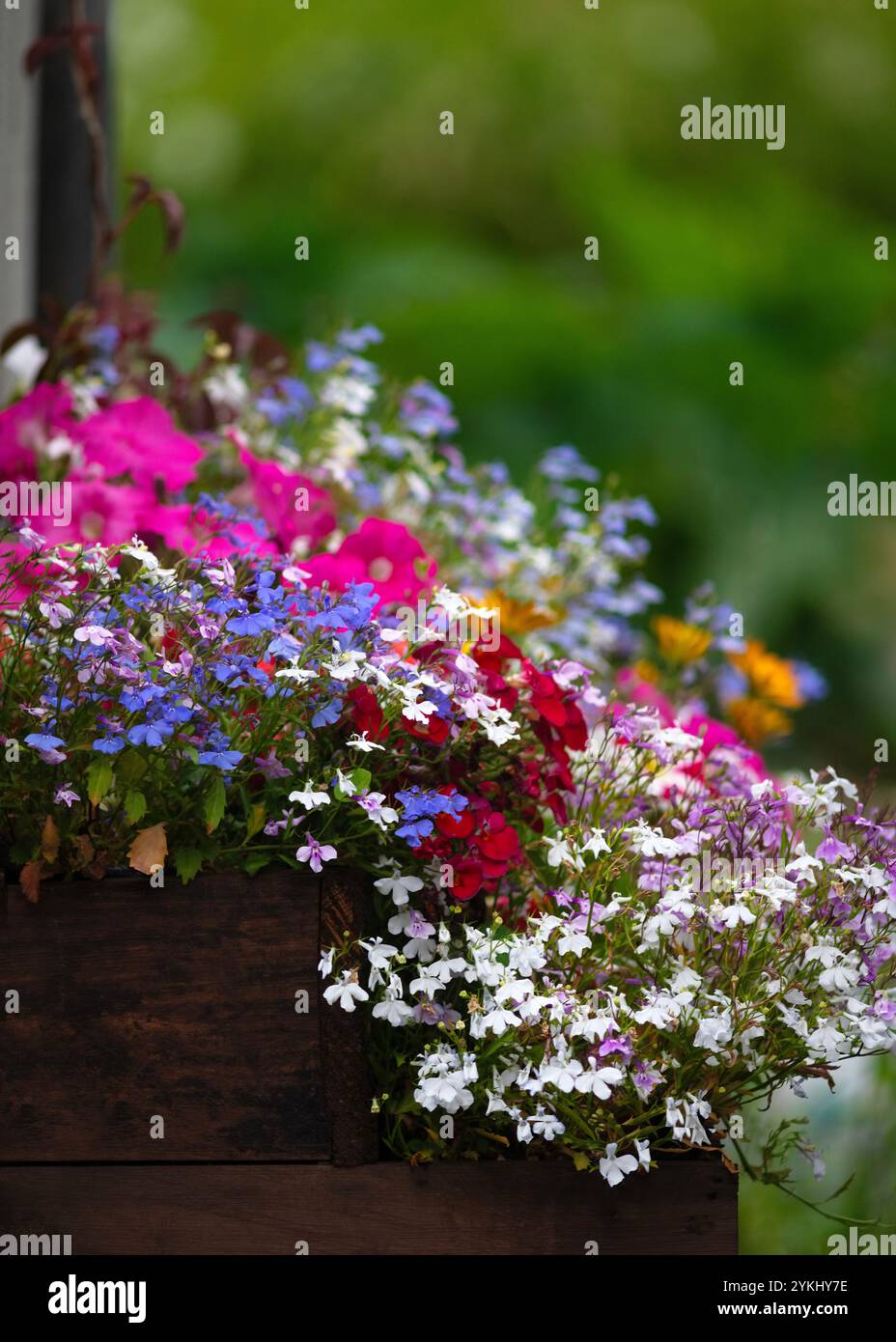 charmant mélange de fleurs colorées dans une jardinière en bois rustique, présentant des nuances de bleu, rose, blanc et violet, placé contre une grotte de jardin floue Banque D'Images