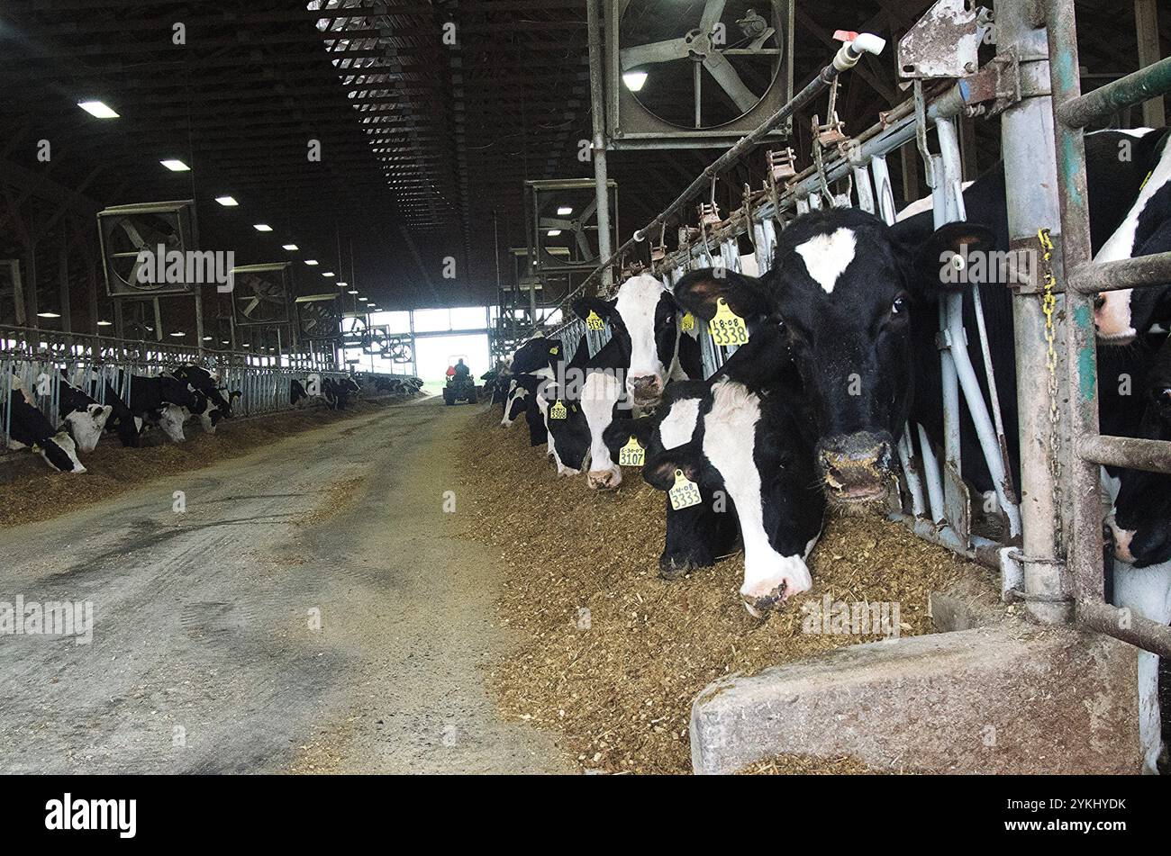 Temps de repas dans les étables de génisses gratuites de Brubaker Farms, qui est à la fois un journal intime et un producteur d'énergie verte à Mount Joy, PA, le 19 mars 2011. La ferme familiale appartenant à Luke, Mike et Tony Brubaker compte environ 850 vaches et 700 jeunes animaux, produisant 20 200 000 livres de lait l'an dernier. Elle compte 13 employés à temps plein et plus de 1 500 acres de terres agricoles. Leur digesteur de méthane a été rendu possible grâce à une subvention du programme REAP (rural Energy for America) du Département de l'Agriculture des États-Unis (USDA) qui a fourni une part des coûts de l'achat du digesteur. Il peut gérer plus de 41, Banque D'Images