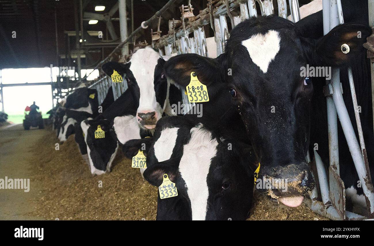 Temps de repas dans les étables de génisses gratuites de Brubaker Farms, qui est à la fois un journal intime et un producteur d'énergie verte à Mount Joy, PA, le 19 mars 2011. La ferme familiale appartenant à Luke, Mike et Tony Brubaker compte environ 850 vaches et 700 jeunes animaux, produisant 20 200 000 livres de lait l'an dernier. Elle compte 13 employés à temps plein et plus de 1 500 acres de terres agricoles. Leur digesteur de méthane a été rendu possible grâce à une subvention du programme REAP (rural Energy for America) du Département de l'Agriculture des États-Unis (USDA) qui a fourni une part des coûts de l'achat du digesteur. Il peut gérer plus de 41, Banque D'Images