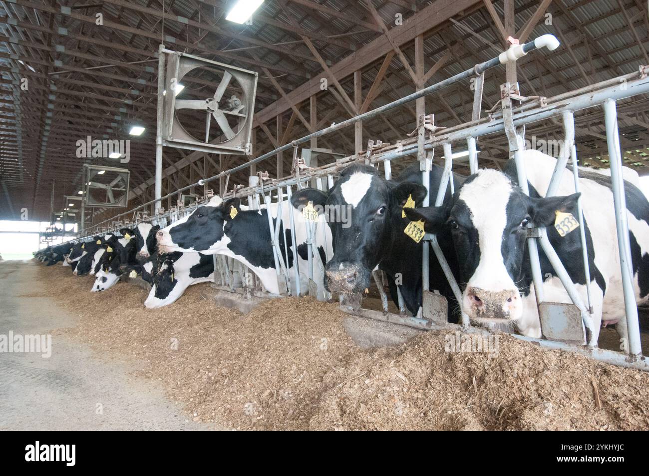 Temps de repas dans les étables de génisses gratuites de Brubaker Farms, qui est à la fois un journal intime et un producteur d'énergie verte à Mount Joy, PA, le 19 mars 2011. La ferme familiale appartenant à Luke, Mike et Tony Brubaker compte environ 850 vaches et 700 jeunes animaux, produisant 20 200 000 livres de lait l'an dernier. Elle compte 13 employés à temps plein et plus de 1 500 acres de terres agricoles. Leur digesteur de méthane a été rendu possible grâce à une subvention du programme REAP (rural Energy for America) du Département de l'Agriculture des États-Unis (USDA) qui a fourni une part des coûts de l'achat du digesteur. Il peut gérer plus de 41, Banque D'Images