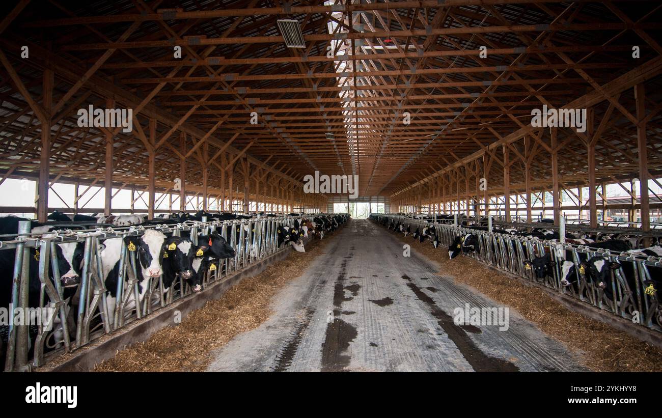 Temps de repas dans les étables de génisses gratuites de Brubaker Farms, qui est à la fois un journal intime et un producteur d'énergie verte à Mount Joy, PA, le 19 mars 2011. La ferme familiale appartenant à Luke, Mike et Tony Brubaker compte environ 850 vaches et 700 jeunes animaux, produisant 20 200 000 livres de lait l'an dernier. Elle compte 13 employés à temps plein et plus de 1 500 acres de terres agricoles. Leur digesteur de méthane a été rendu possible grâce à une subvention du programme REAP (rural Energy for America) du Département de l'Agriculture des États-Unis (USDA) qui a fourni une part des coûts de l'achat du digesteur. Il peut gérer plus de 41, Banque D'Images