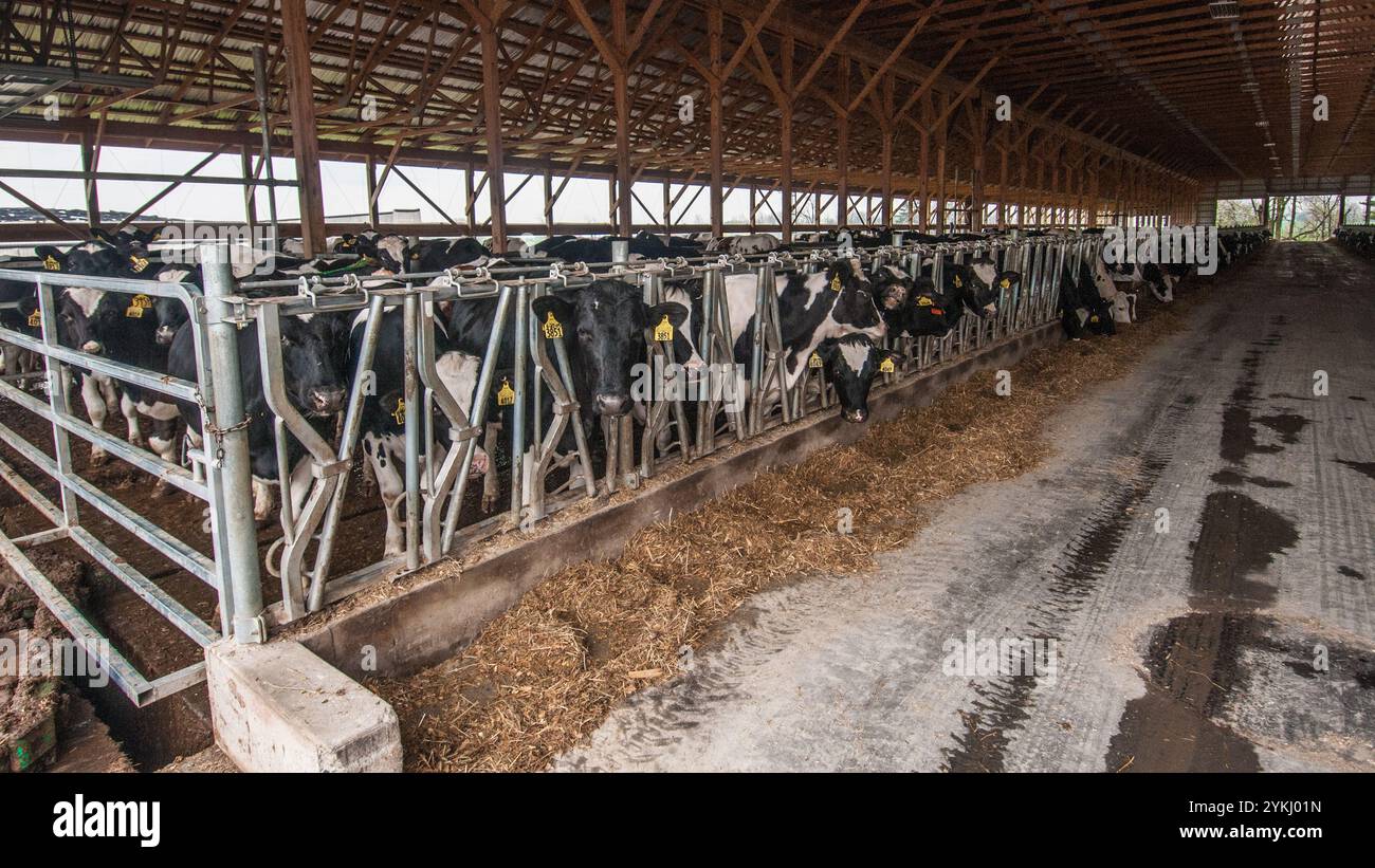 Temps de repas dans les étables de génisses gratuites de Brubaker Farms, qui est à la fois un journal intime et un producteur d'énergie verte à Mount Joy, PA, le 19 mars 2011. La ferme familiale appartenant à Luke, Mike et Tony Brubaker compte environ 850 vaches et 700 jeunes animaux, produisant 20 200 000 livres de lait l'an dernier. Elle compte 13 employés à temps plein et plus de 1 500 acres de terres agricoles. Leur digesteur de méthane a été rendu possible grâce à une subvention du programme REAP (rural Energy for America) du Département de l'Agriculture des États-Unis (USDA) qui a fourni une part des coûts de l'achat du digesteur. Il peut gérer plus de 41, Banque D'Images