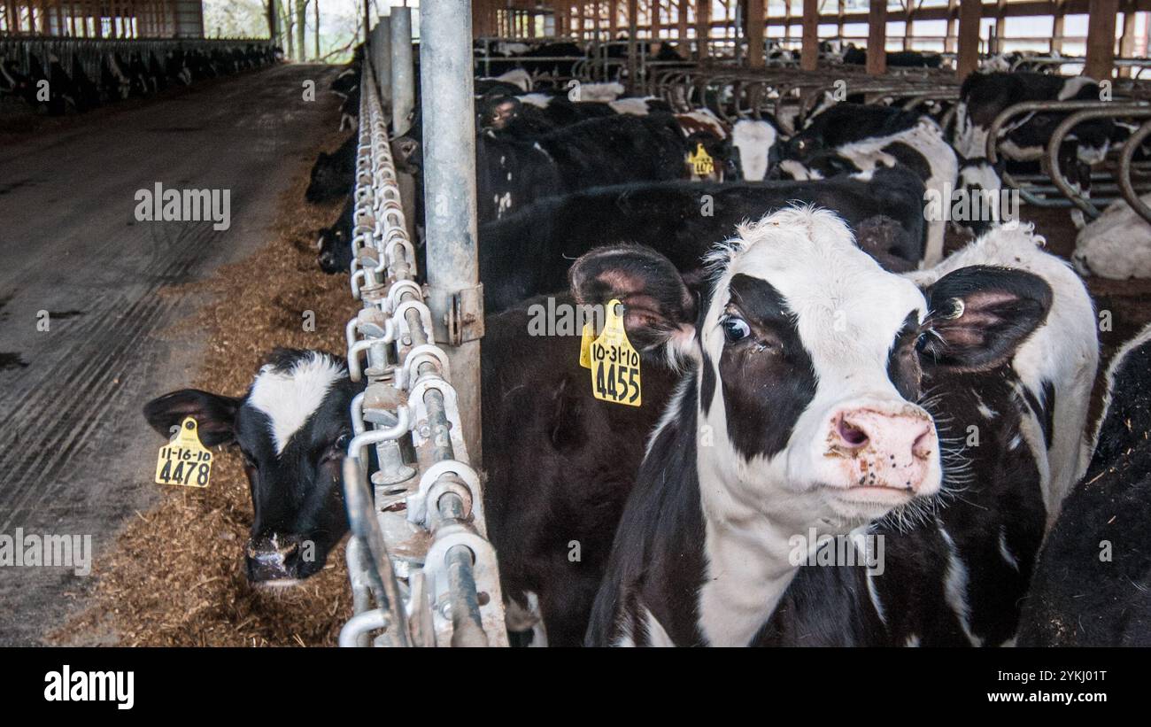 Temps de repas dans les étables de génisses gratuites de Brubaker Farms, qui est à la fois un journal intime et un producteur d'énergie verte à Mount Joy, PA, le 19 mars 2011. La ferme familiale appartenant à Luke, Mike et Tony Brubaker compte environ 850 vaches et 700 jeunes animaux, produisant 20 200 000 livres de lait l'an dernier. Elle compte 13 employés à temps plein et plus de 1 500 acres de terres agricoles. Leur digesteur de méthane a été rendu possible grâce à une subvention du programme REAP (rural Energy for America) du Département de l'Agriculture des États-Unis (USDA) qui a fourni une part des coûts de l'achat du digesteur. Il peut gérer plus de 41, Banque D'Images