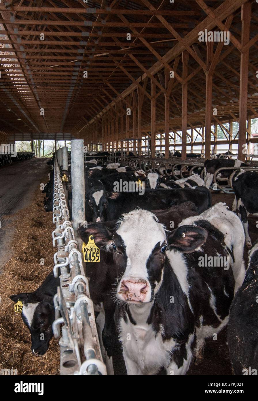 Temps de repas dans les étables de génisses gratuites de Brubaker Farms, qui est à la fois un journal intime et un producteur d'énergie verte à Mount Joy, PA, le 19 mars 2011. La ferme familiale appartenant à Luke, Mike et Tony Brubaker compte environ 850 vaches et 700 jeunes animaux, produisant 20 200 000 livres de lait l'an dernier. Elle compte 13 employés à temps plein et plus de 1 500 acres de terres agricoles. Leur digesteur de méthane a été rendu possible grâce à une subvention du programme REAP (rural Energy for America) du Département de l'Agriculture des États-Unis (USDA) qui a fourni une part des coûts de l'achat du digesteur. Il peut gérer plus de 41, Banque D'Images