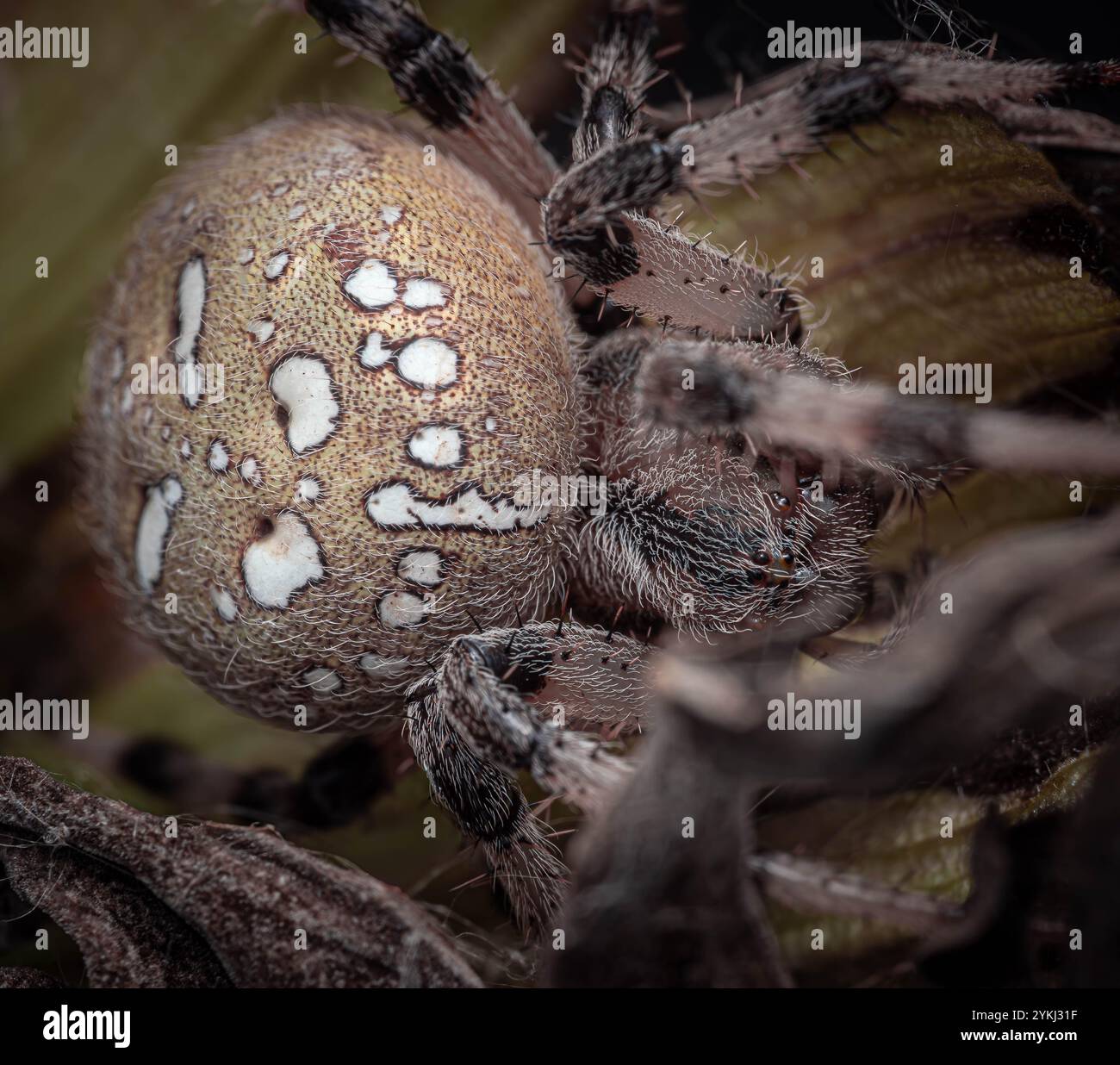 Gros plan détaillé d'une araignée reposant sur le feuillage, mettant en valeur ses marques distinctives et sa texture Banque D'Images