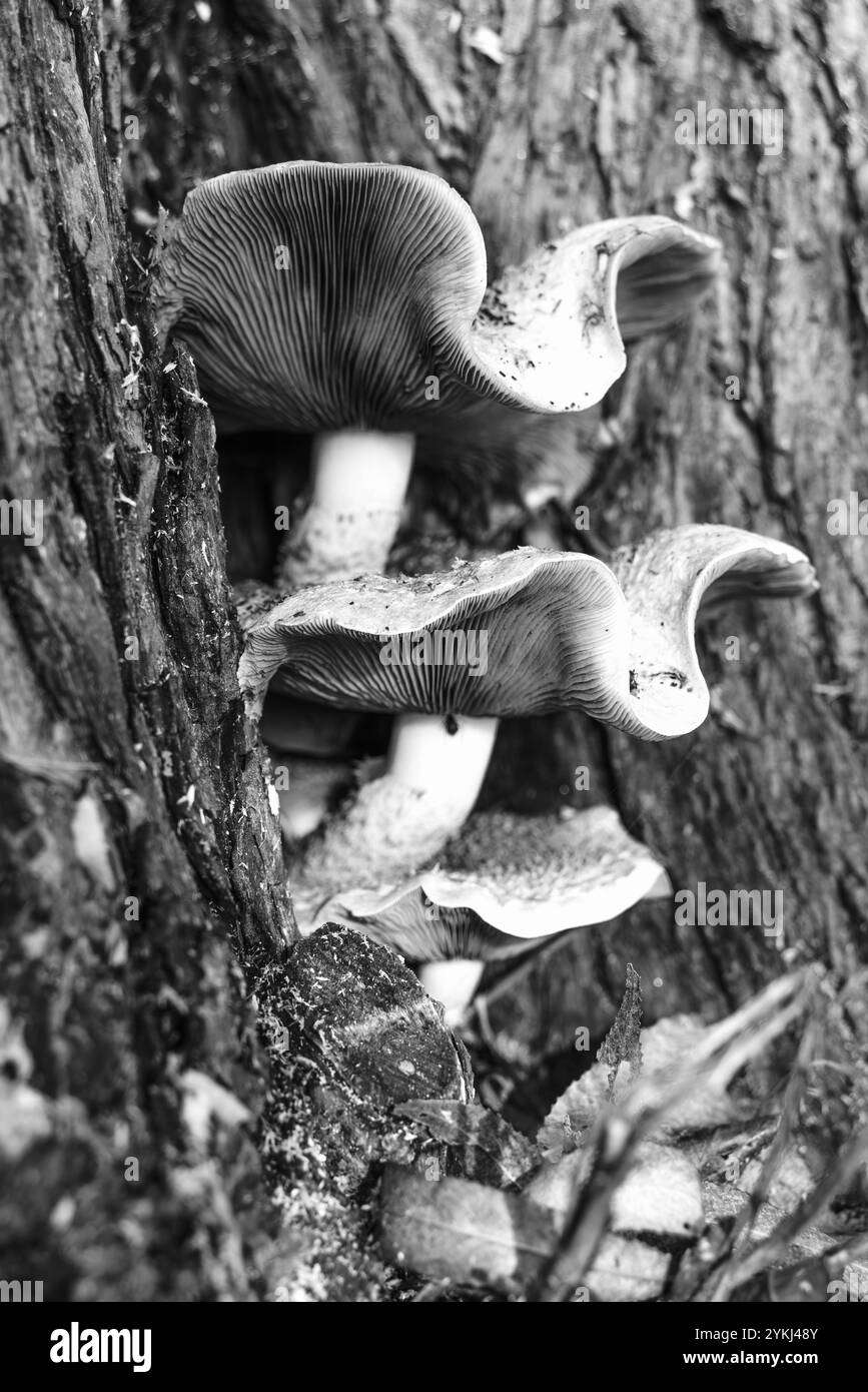 Champignon de miel, super-abondant, comestible, champignon d'arbre, champignon, Armillaria Mellea, abat les vieux arbres infirmes, le sol forestier, les invertébrés, les sols de construction. Banque D'Images