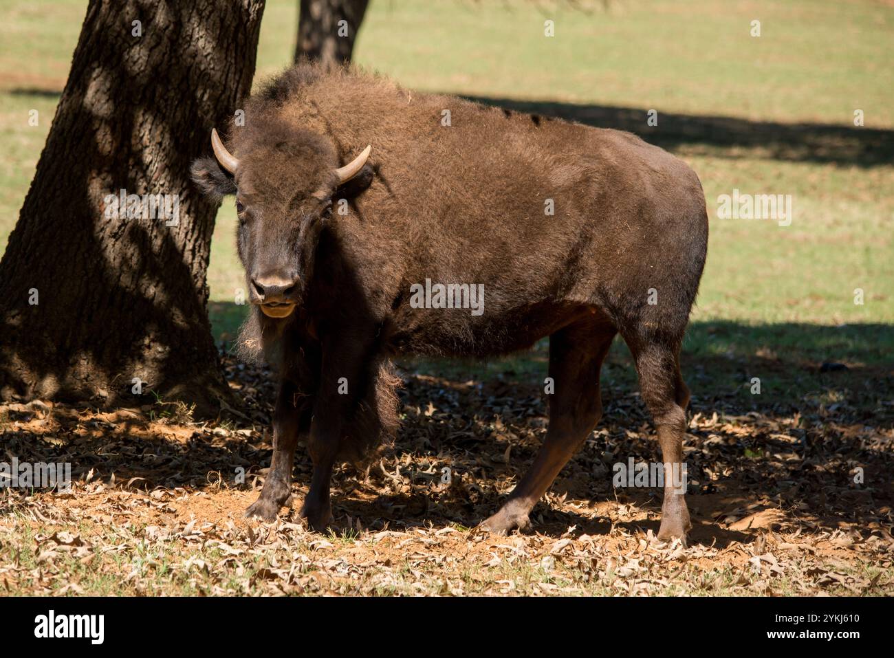 Bison Banque D'Images