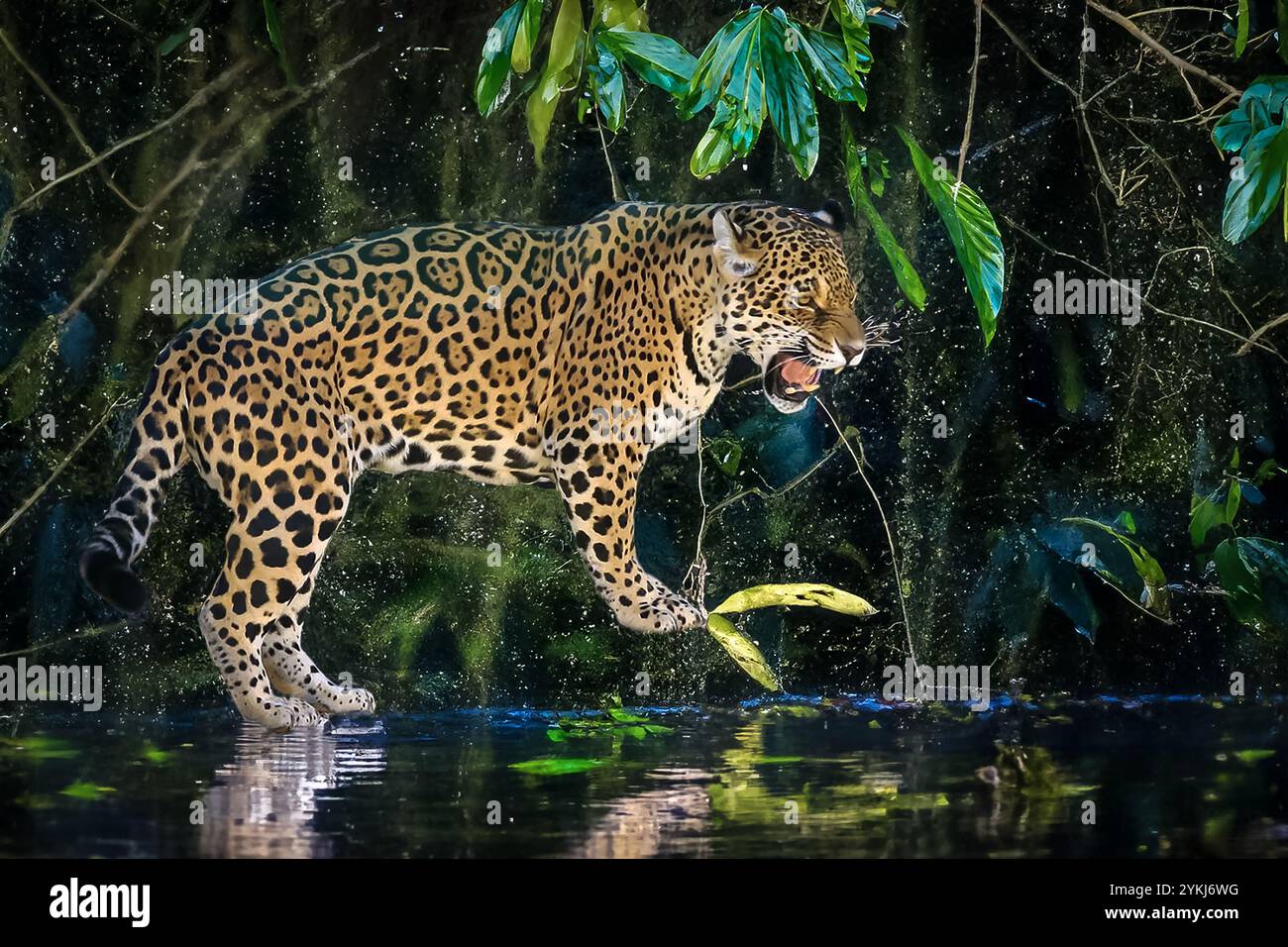 jaguar sud-américaine (Panthera ONCA). Félin tropical 'onça pintada' Banque D'Images