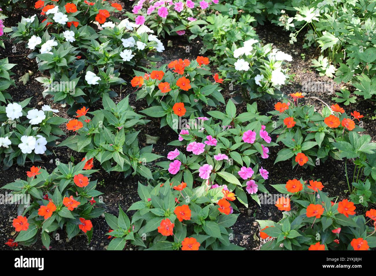 grappes florales de fleurs rouges oranges violettes et blanches Banque D'Images