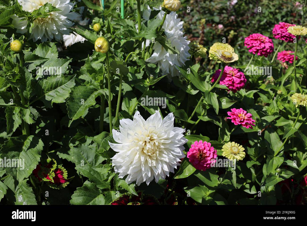 grandes fleurs blanches avec de plus petites fleurs violettes et jaunes Banque D'Images